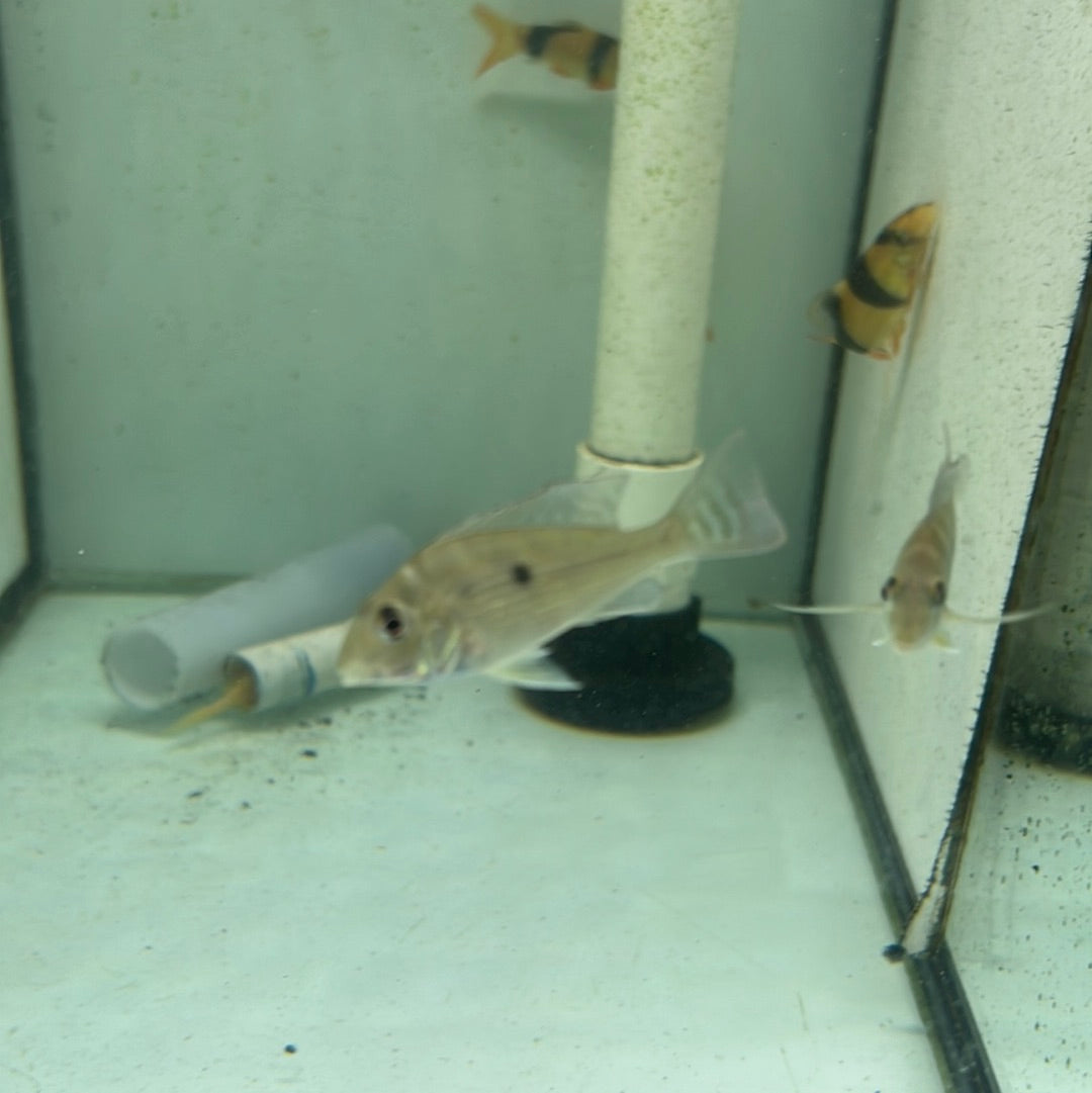 Sven’s Eartheater Cichlid (Geophagus sp. “Sveni”)