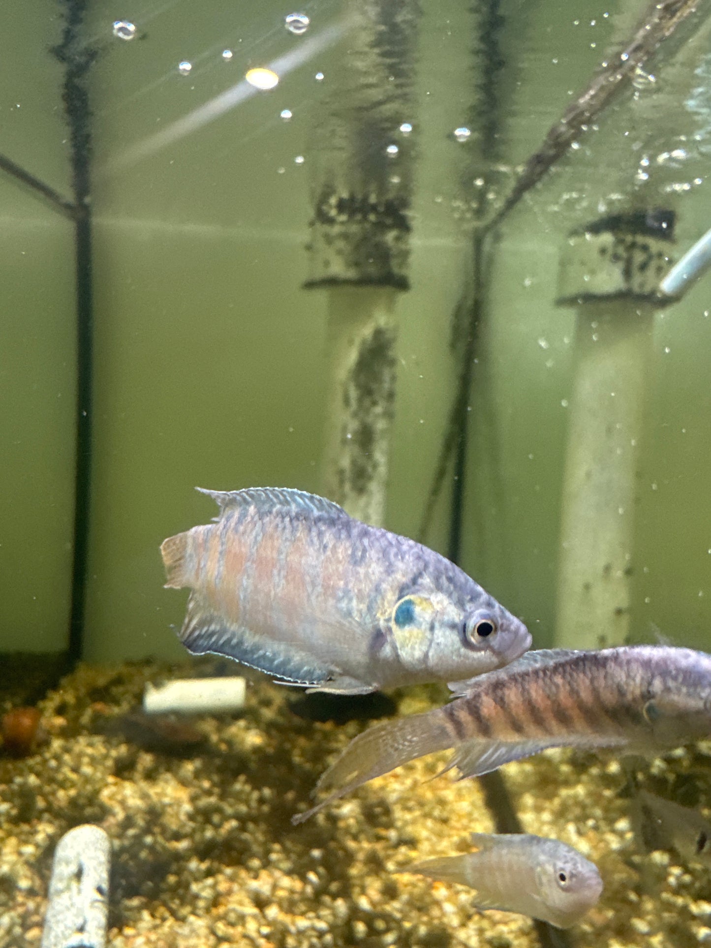 Paradise fish (Macropodus opercularis)