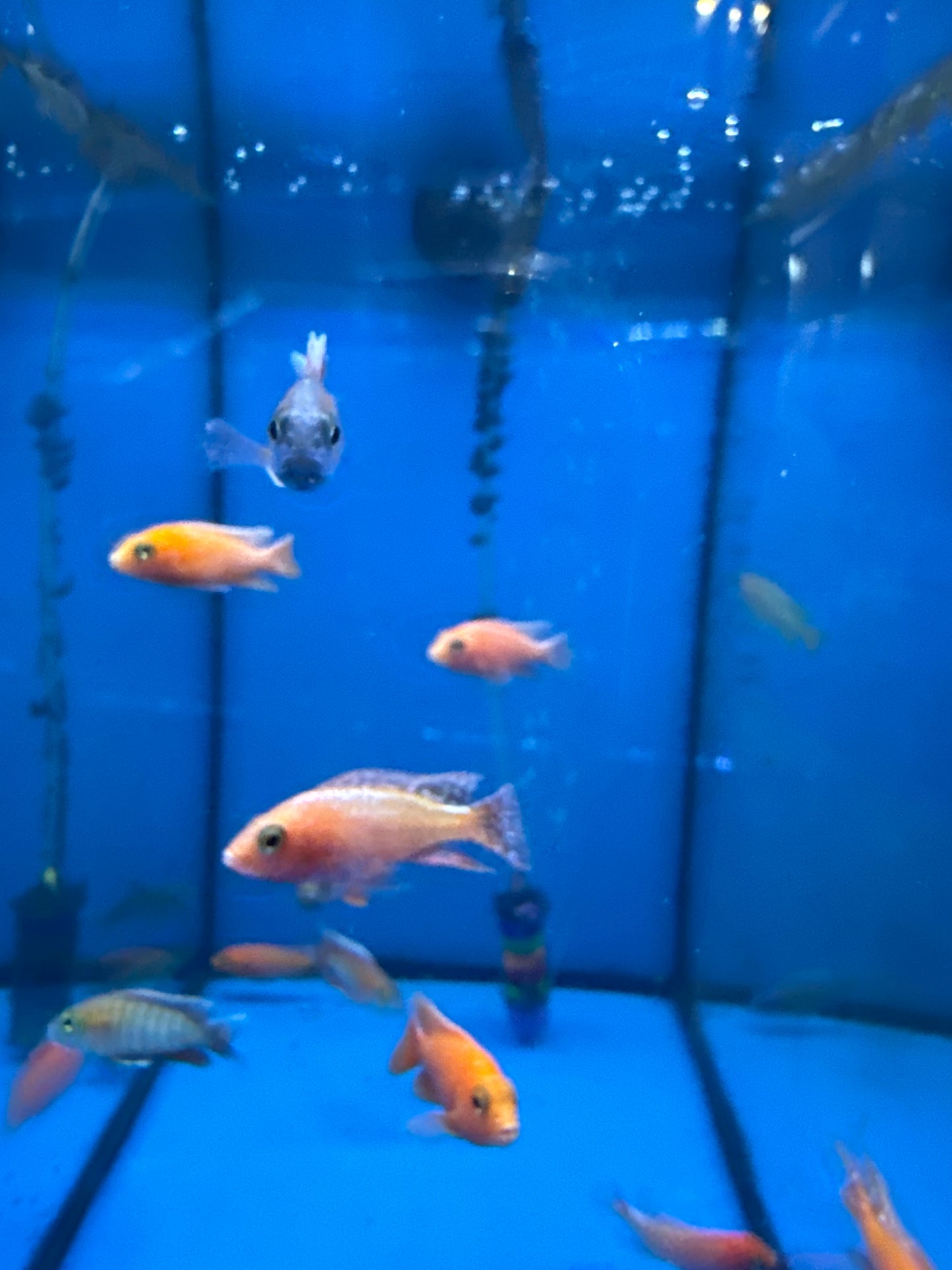 Tangerine Peacock Cichlid black eye ( Aulonocara Sp )