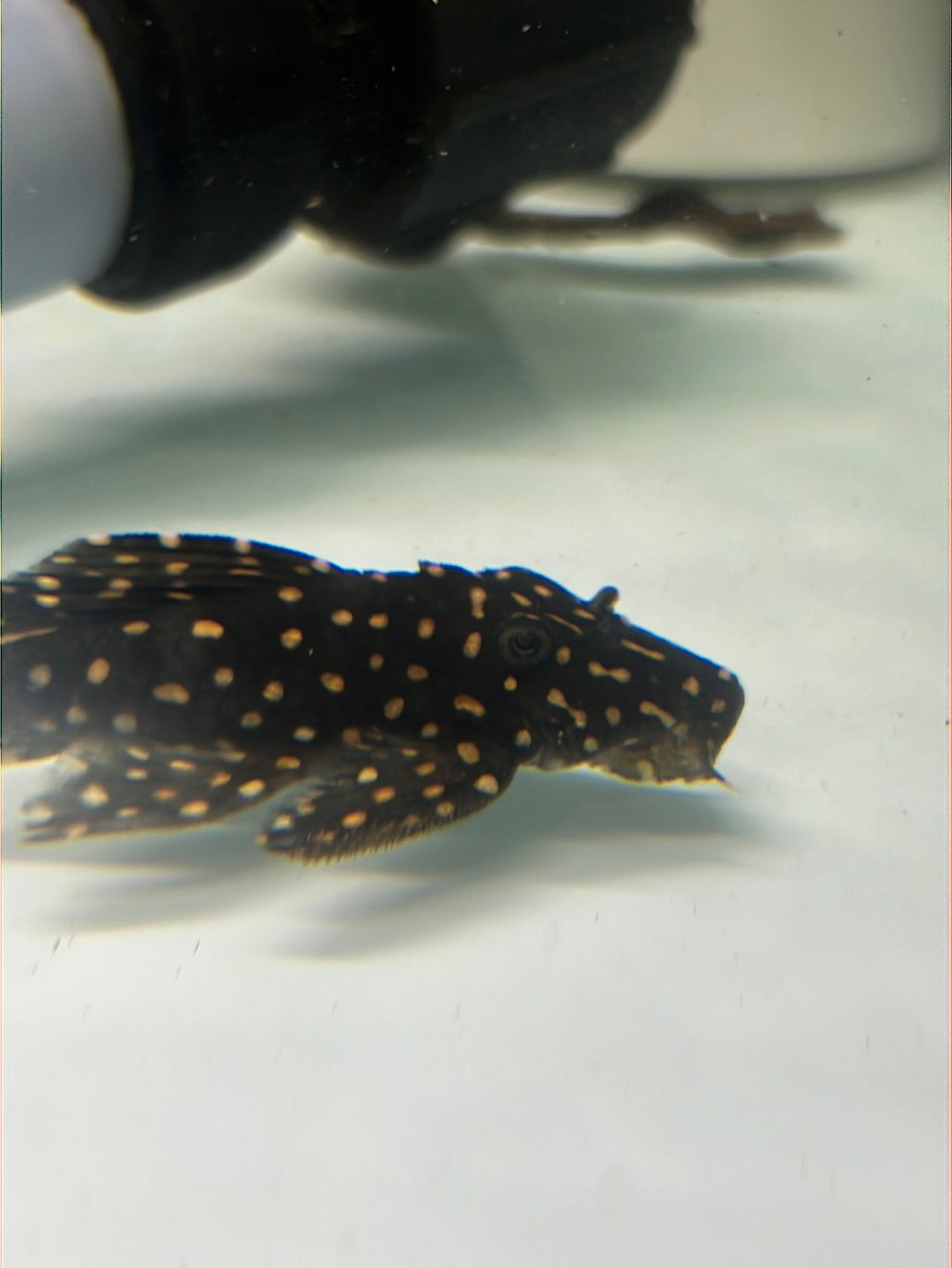 L007 vampire pleco (Leporacanthicus cf. galaxias)