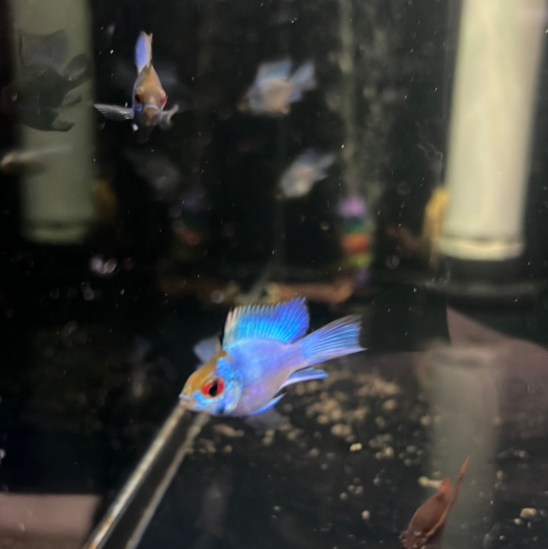 Electric Blue Longfin Rams (Microgeophagus ramirezi)