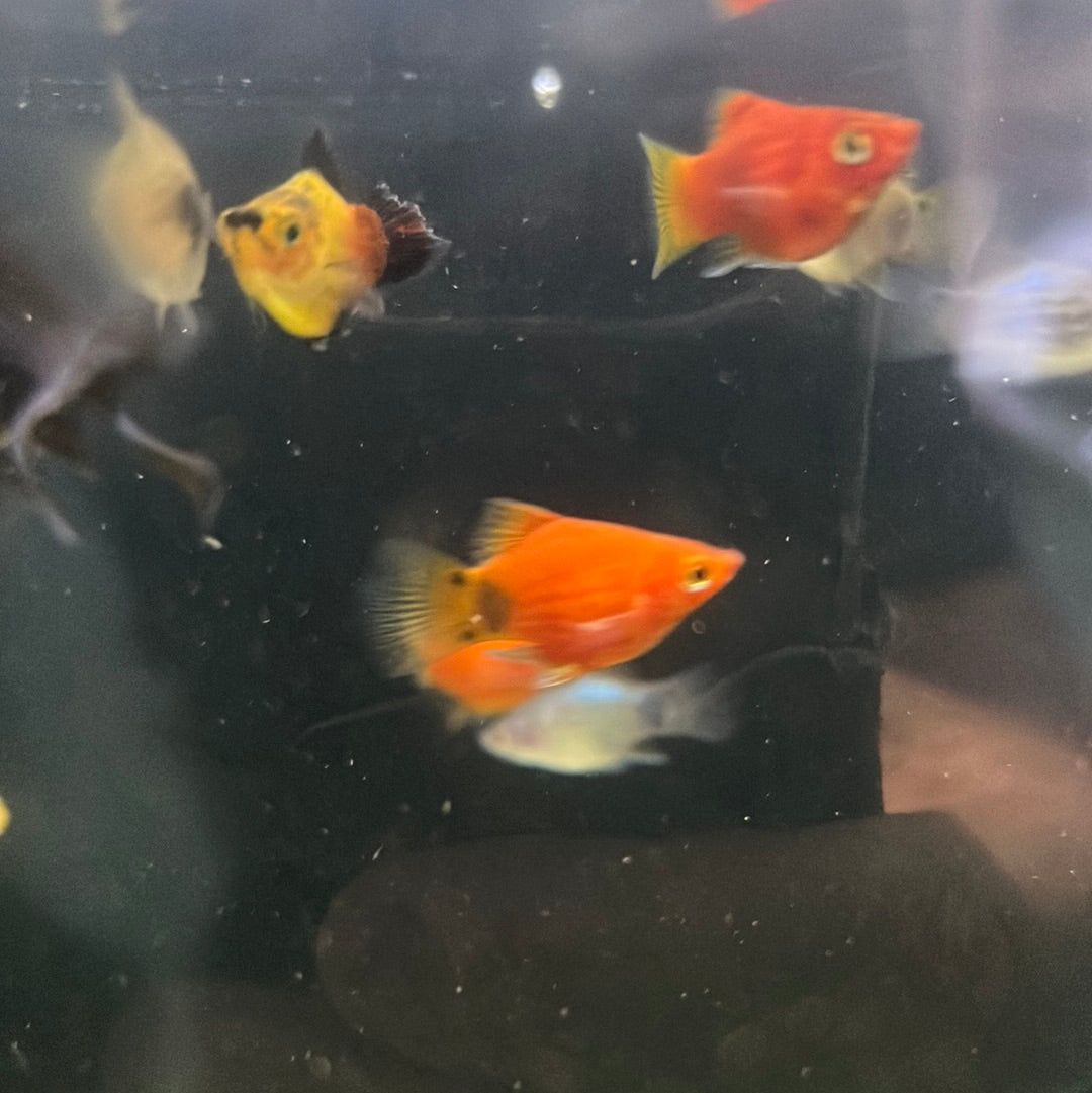 Assorted balloon platy (Xiphophorus variatus)