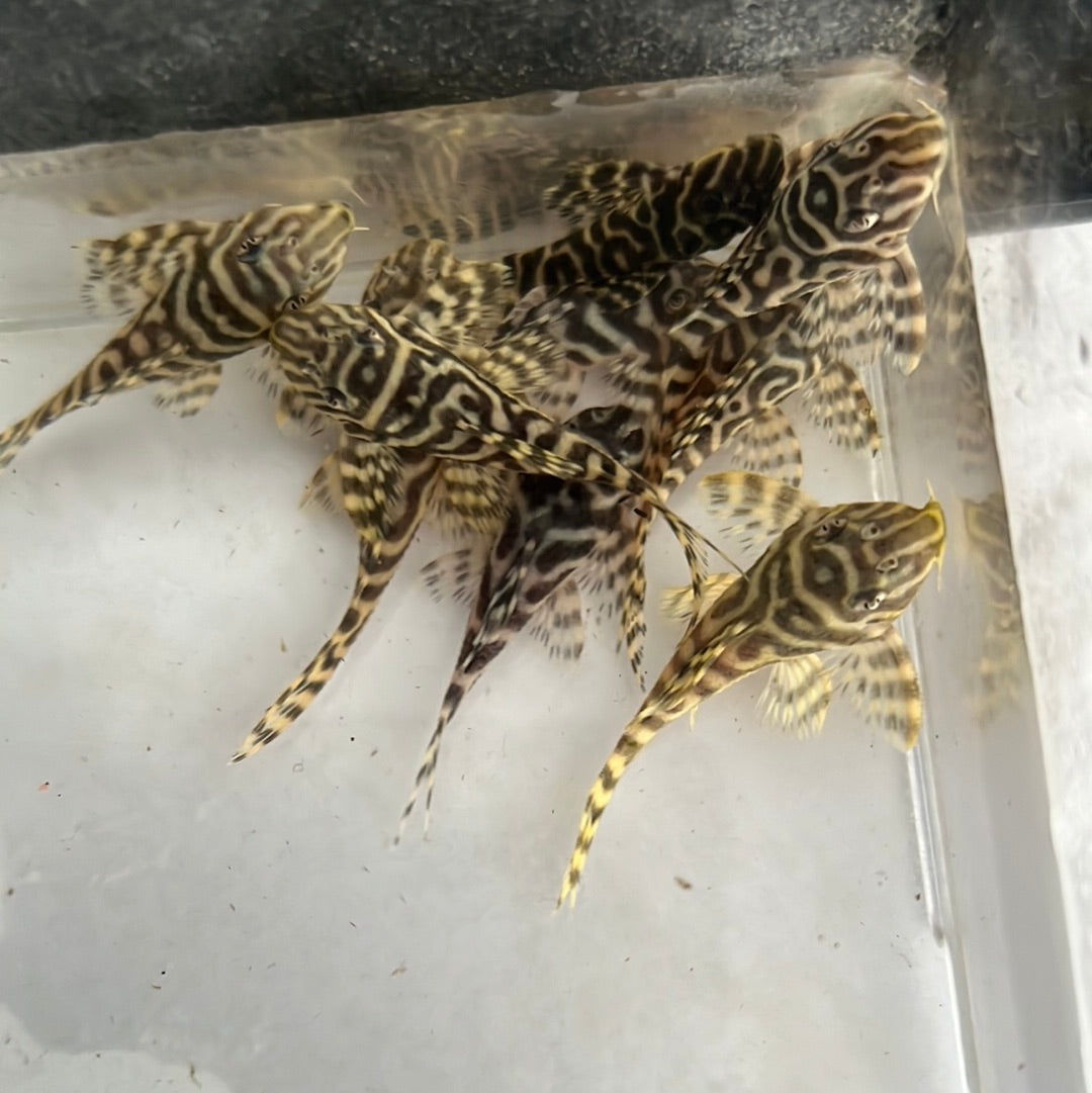 L066 King Tiger Pleco (Hypancistrus sp)