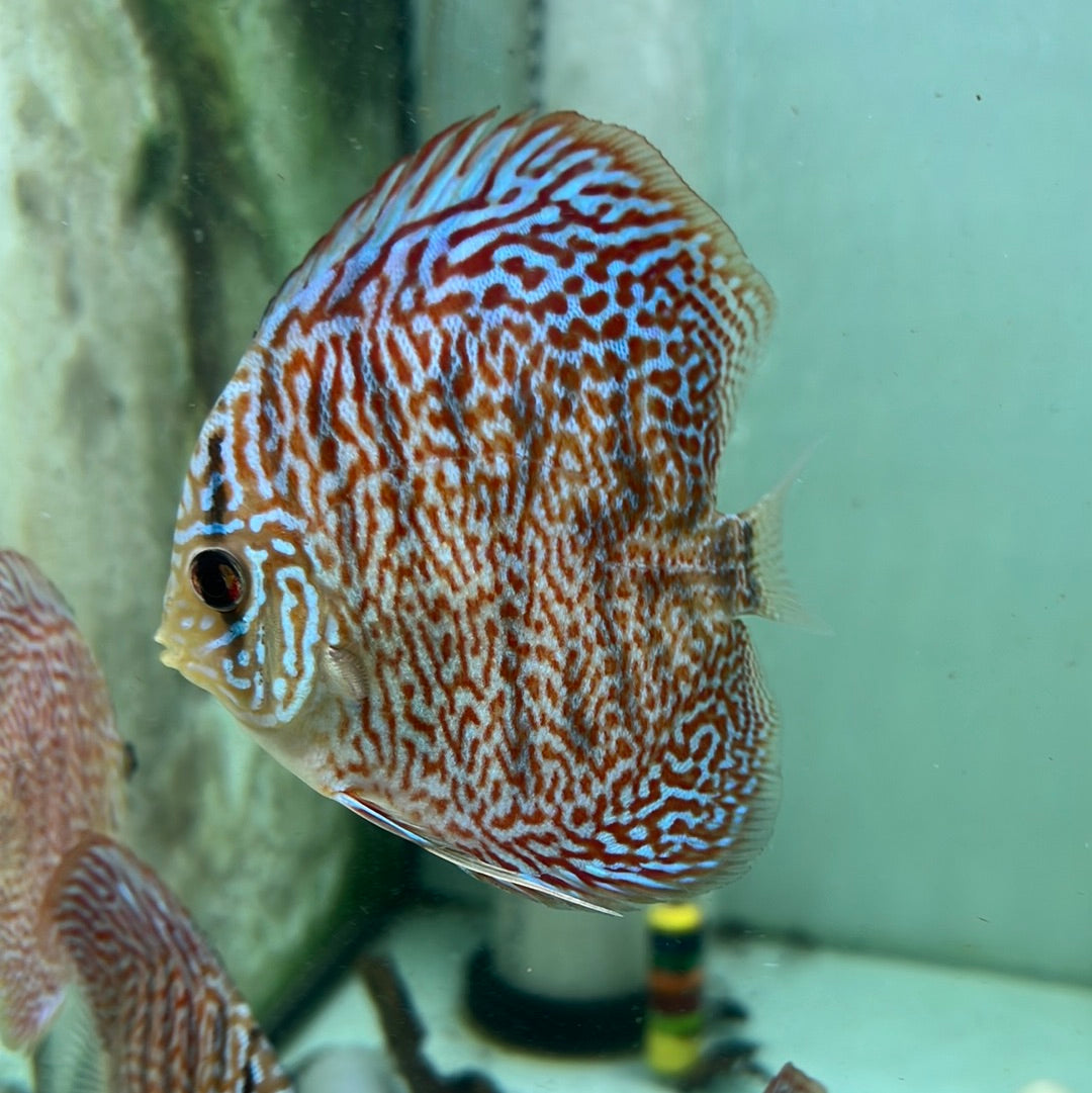Red Diamond Spotted leopard Discus (Symphysodon sp.)