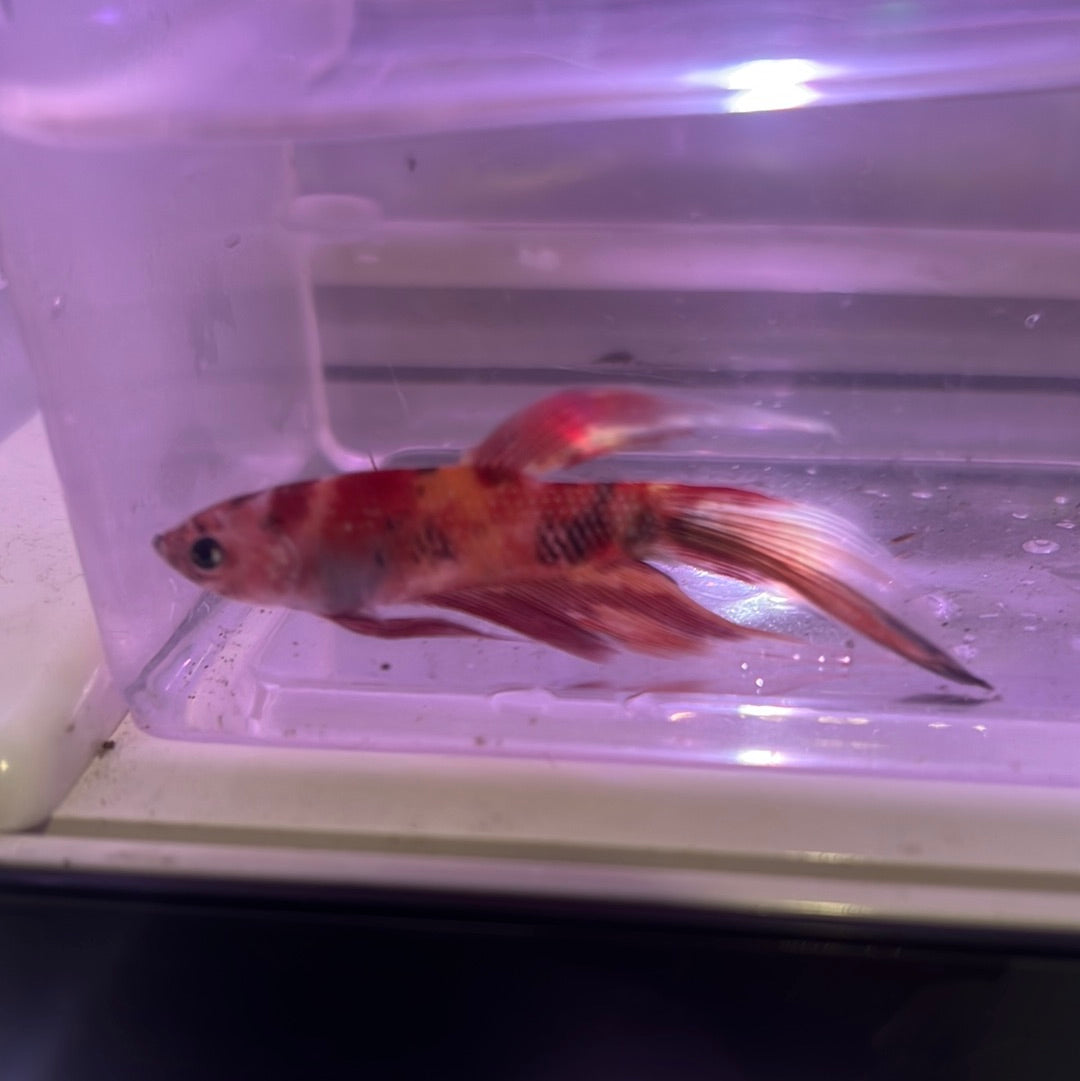 Veiltail Koi Betta