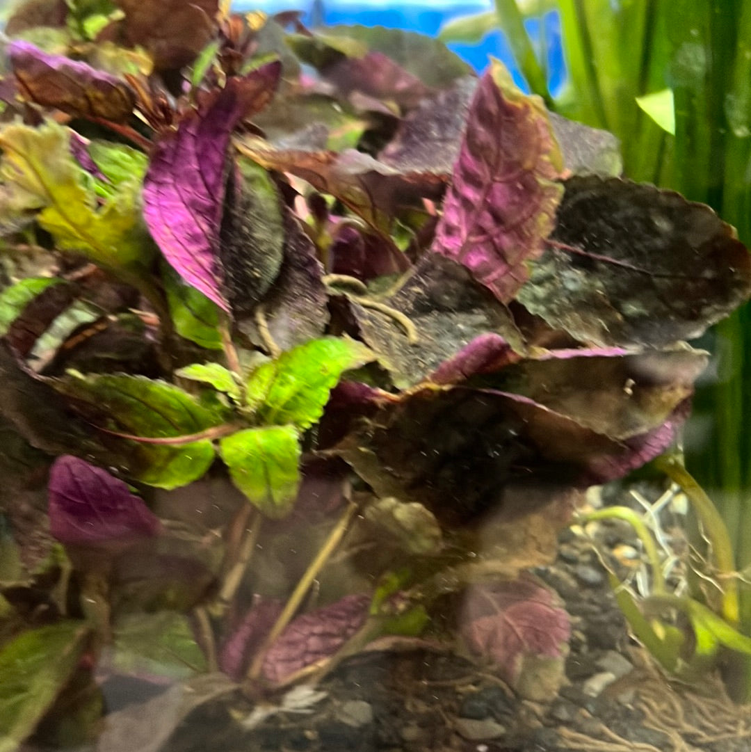 Purple Waffel p037(Hemigraphis exotica)