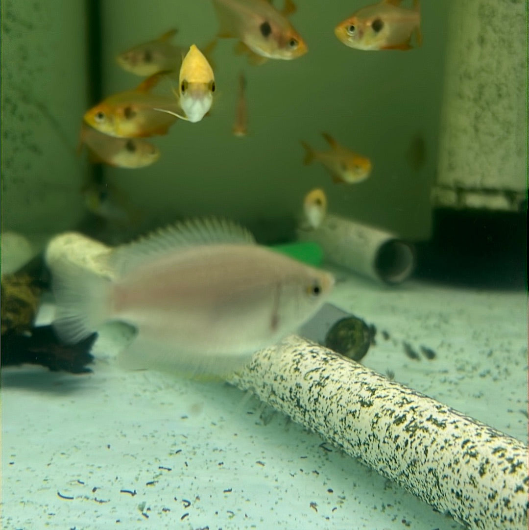 Honey Dwarf Gourami (Trichogaster chuna)