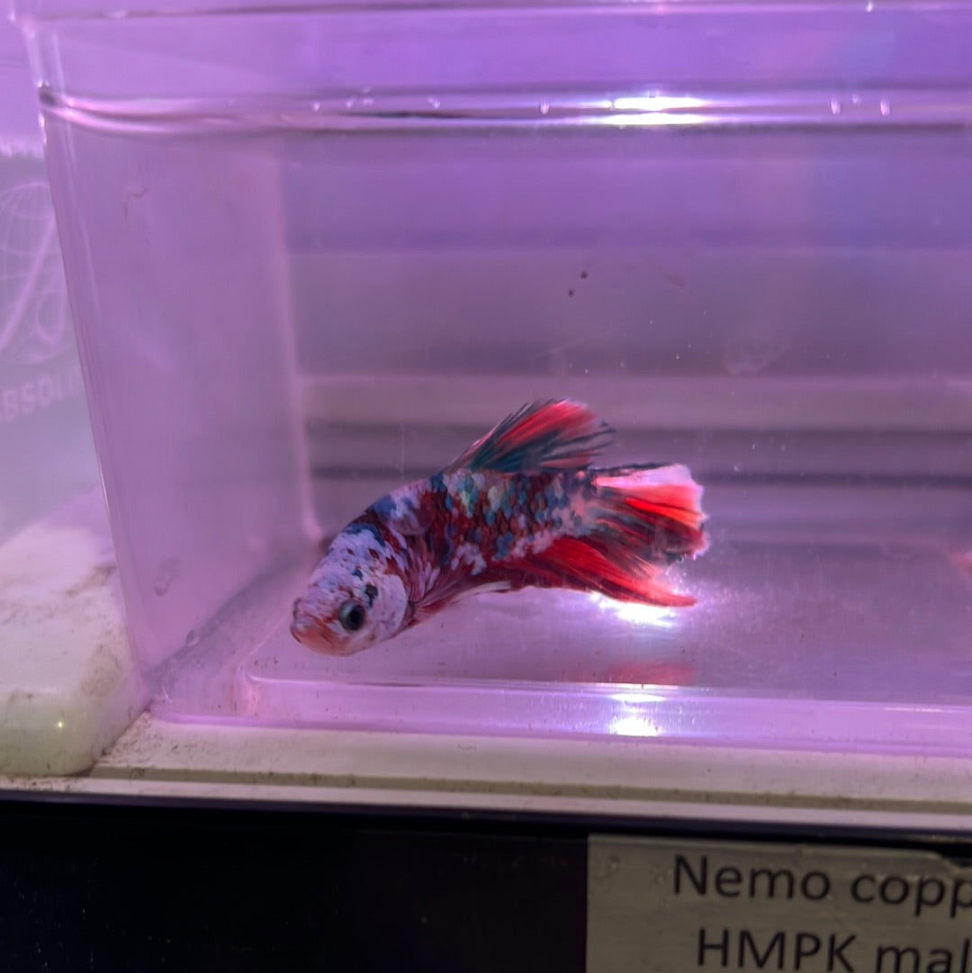 Nemo copper HMPK (Betta splendens)