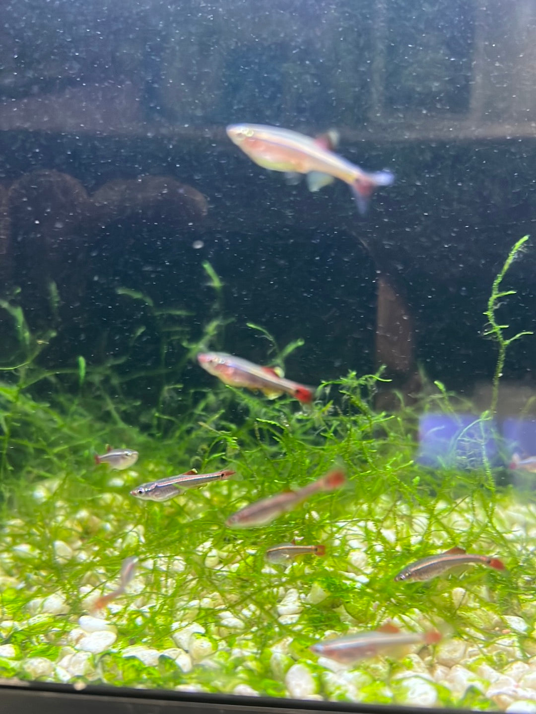 LongFin White Clouds "juv"(mountain minnows)