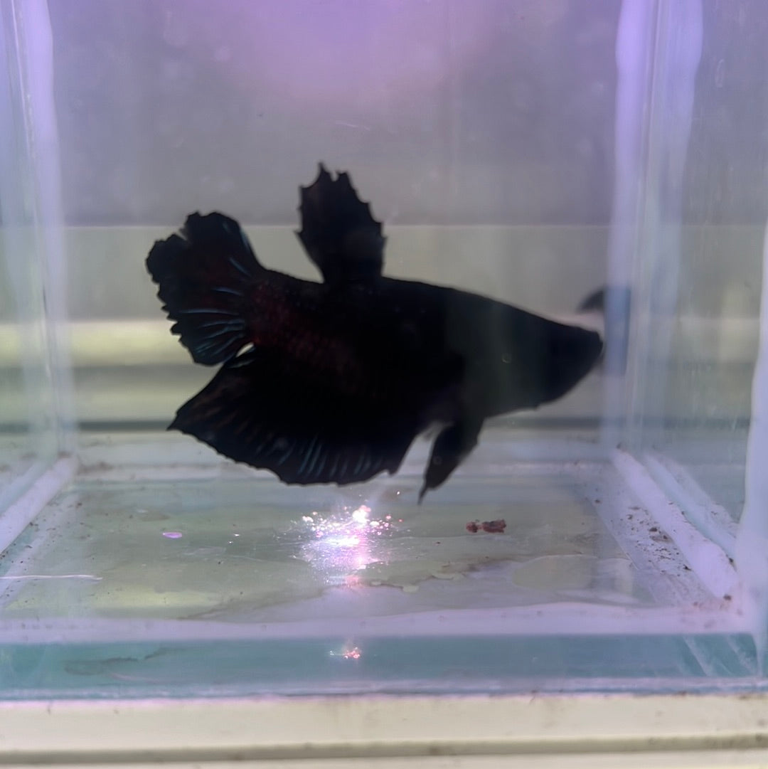 black orchid (HMPK)