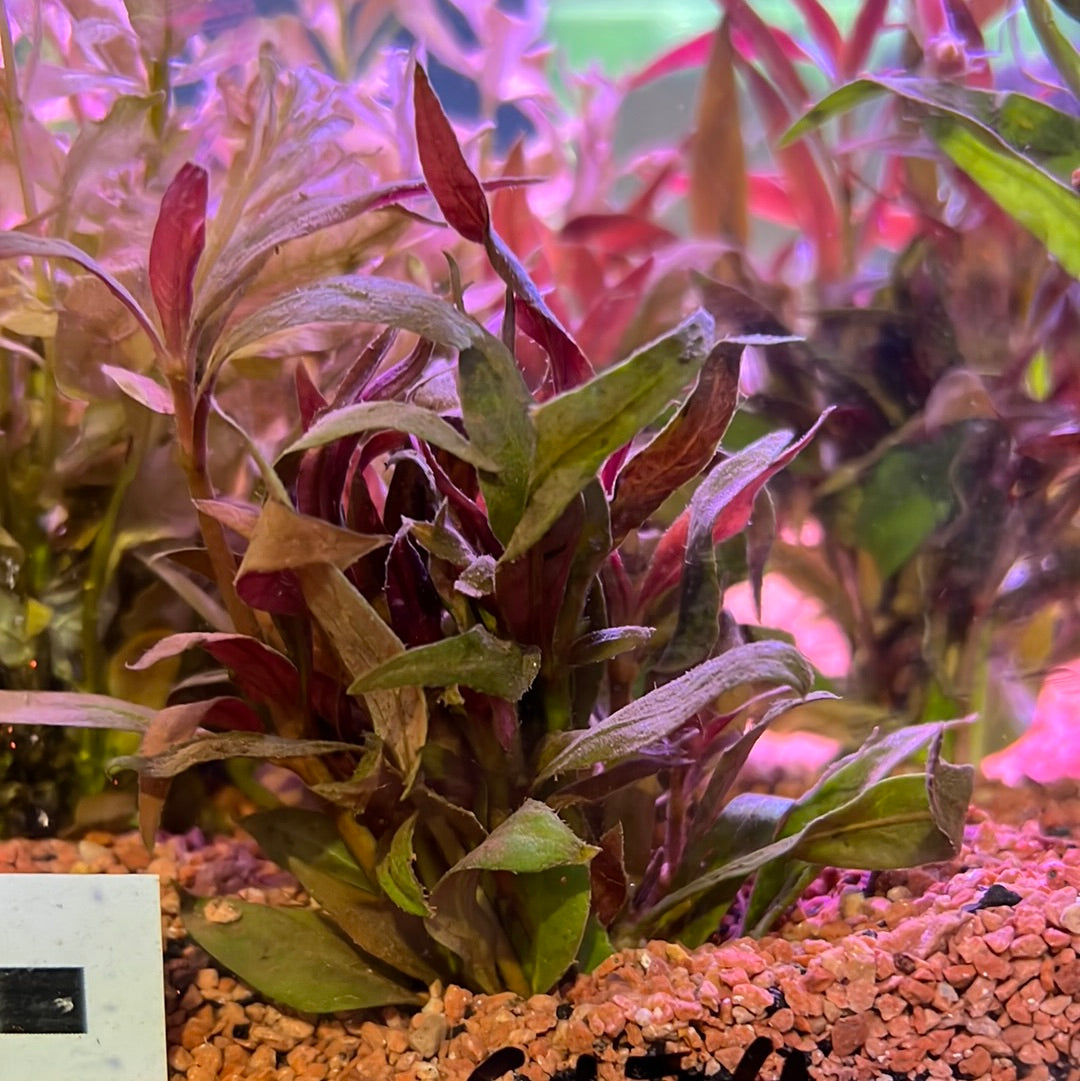 Limnophila Aromatica (Kalmantan mini)SUBMERSED/BUNCH S174