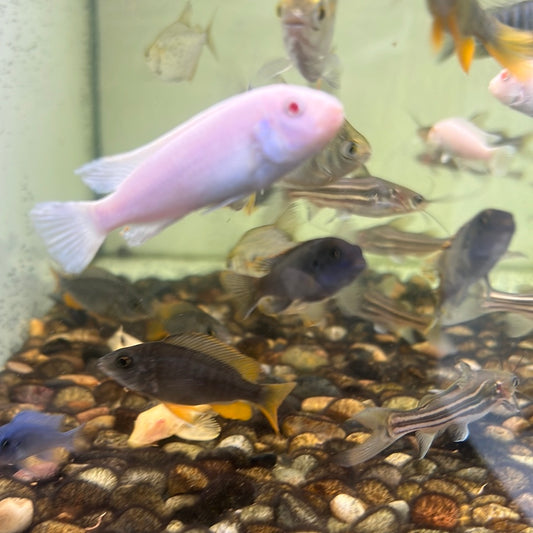 Snow White Pindani (Pseudotropheus socolofi)