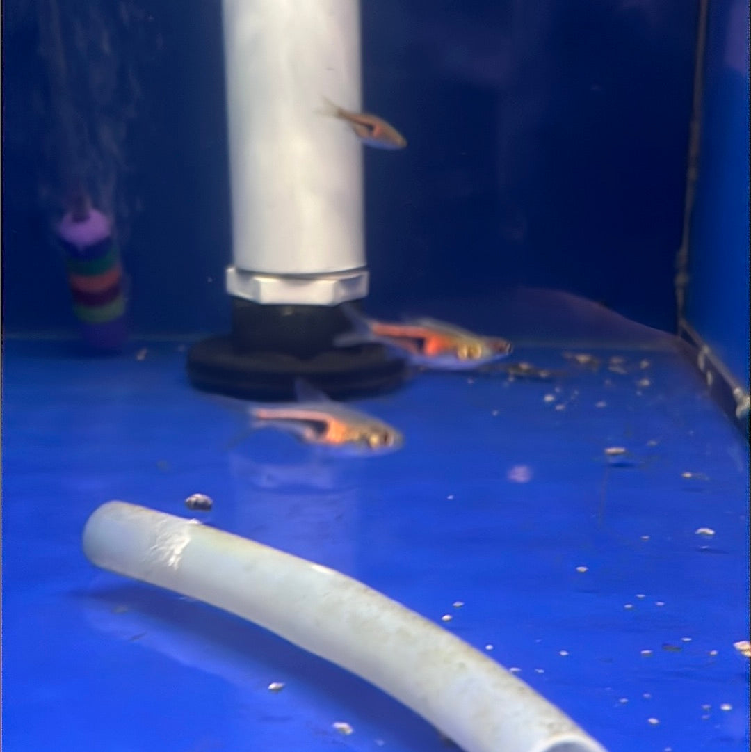 Red Hengeli Rasbora (Trigonostigma hengeli )
