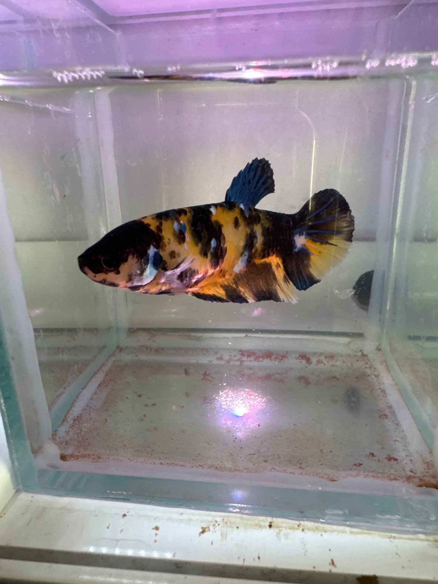Giant yellow Koi Galaxy