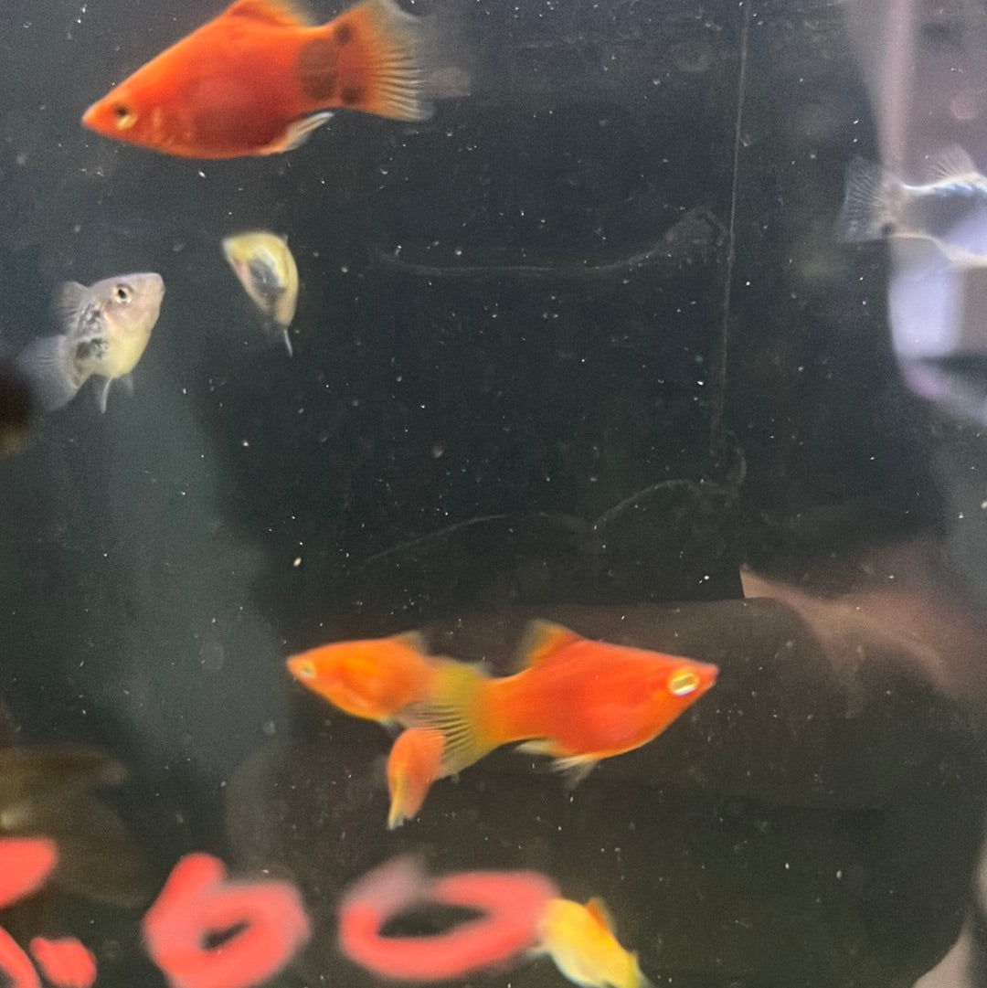 Assorted balloon platy (Xiphophorus variatus)