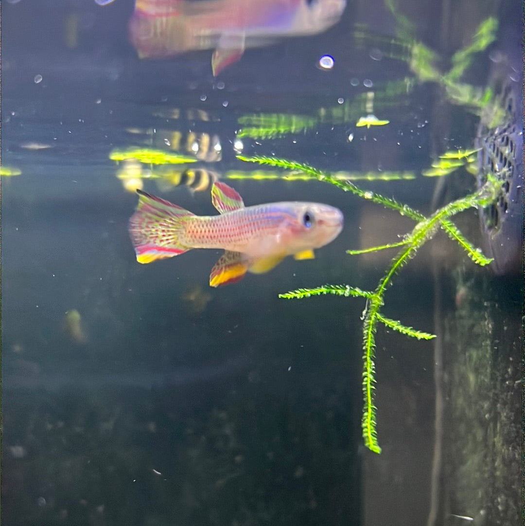 Red-striped Killifish (Aphyosemion striatum)
