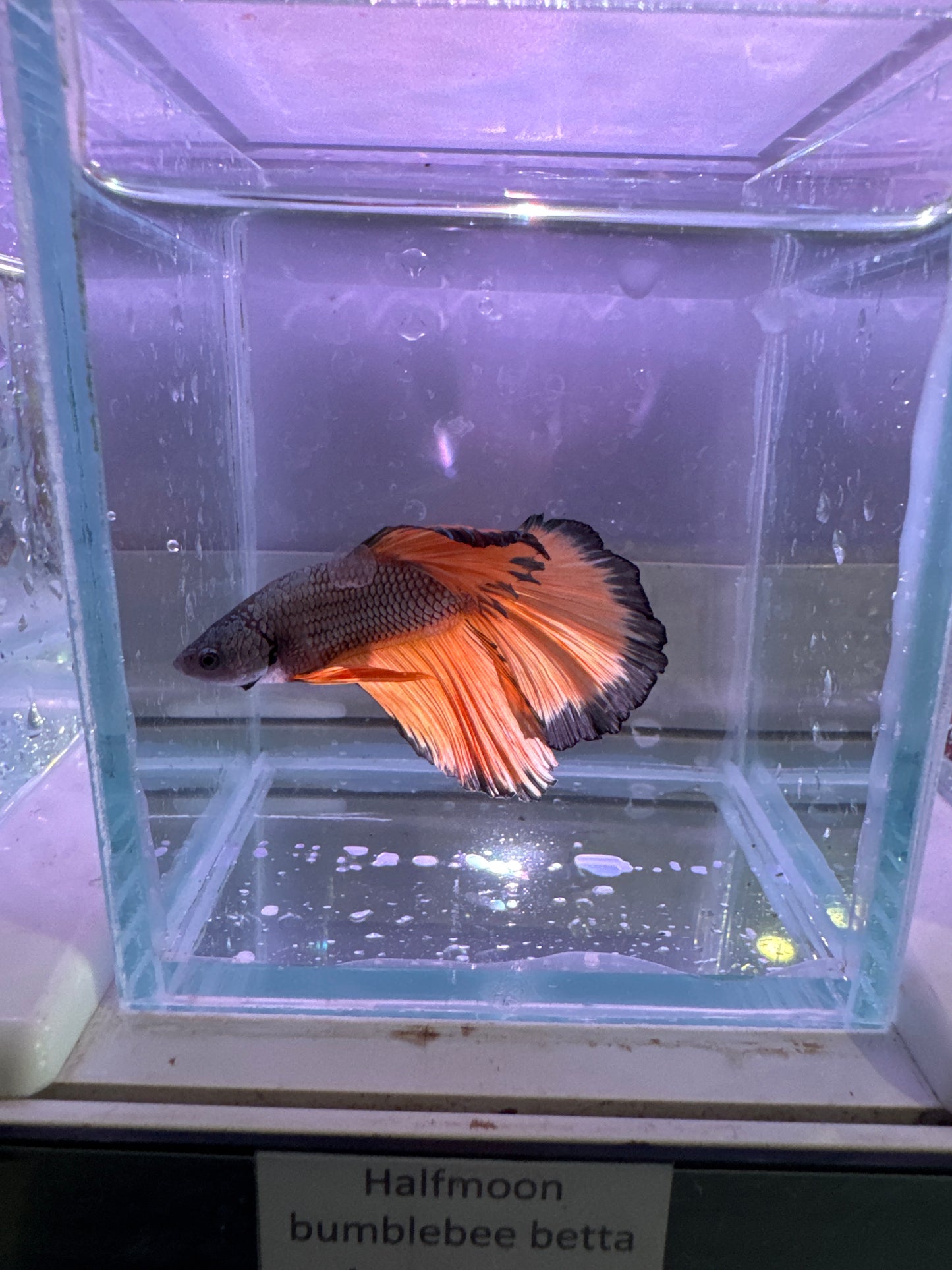 Halfmoon bumblebee betta