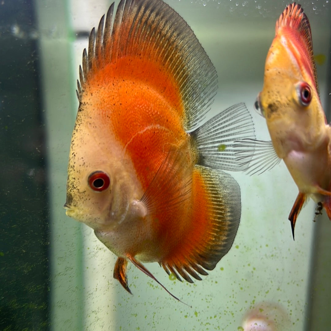Assorted Bulldog Discus (Symphysodon sp.)