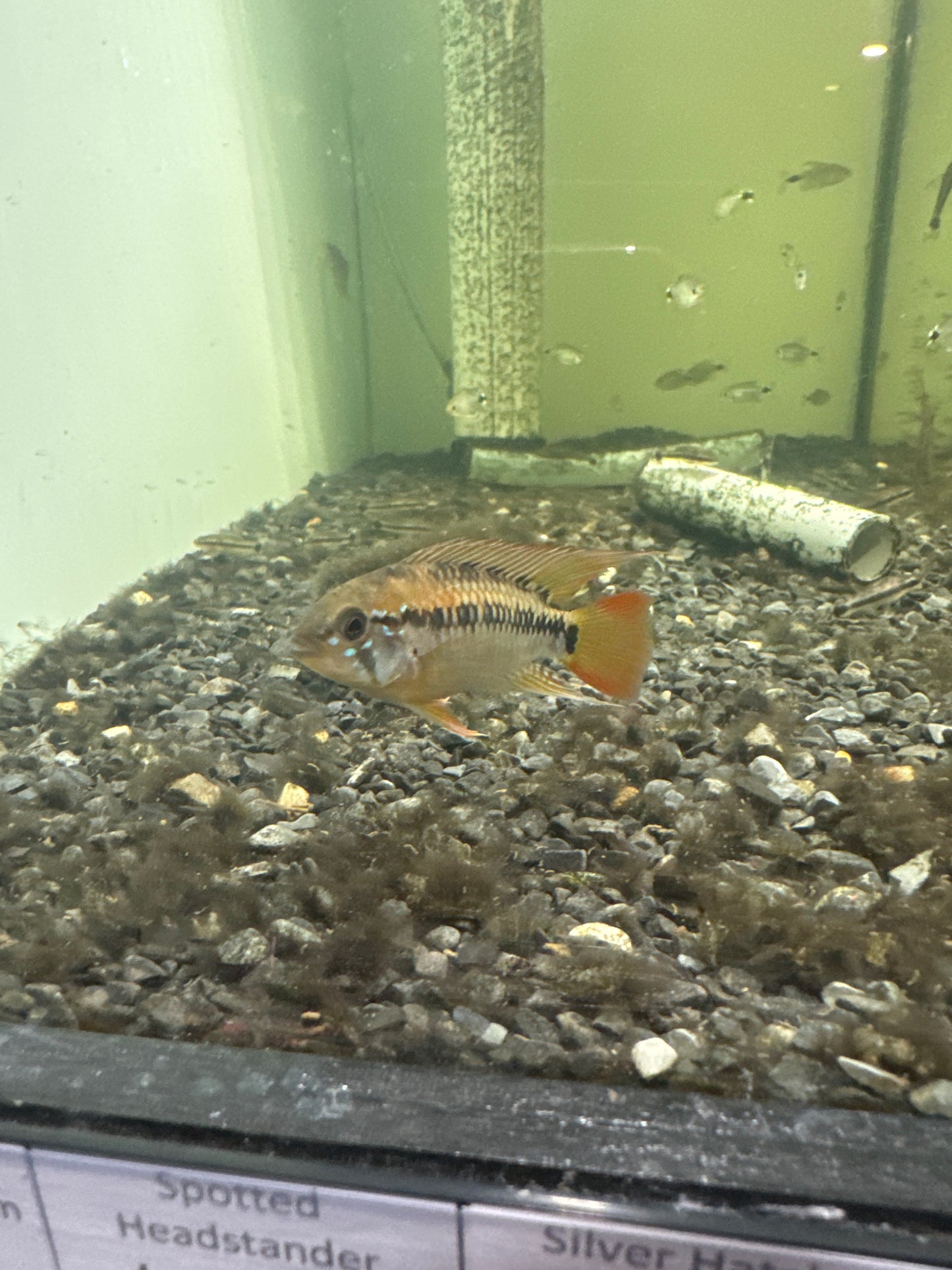 Apistogramma Macmasteri (Apistogramma macmasteri)