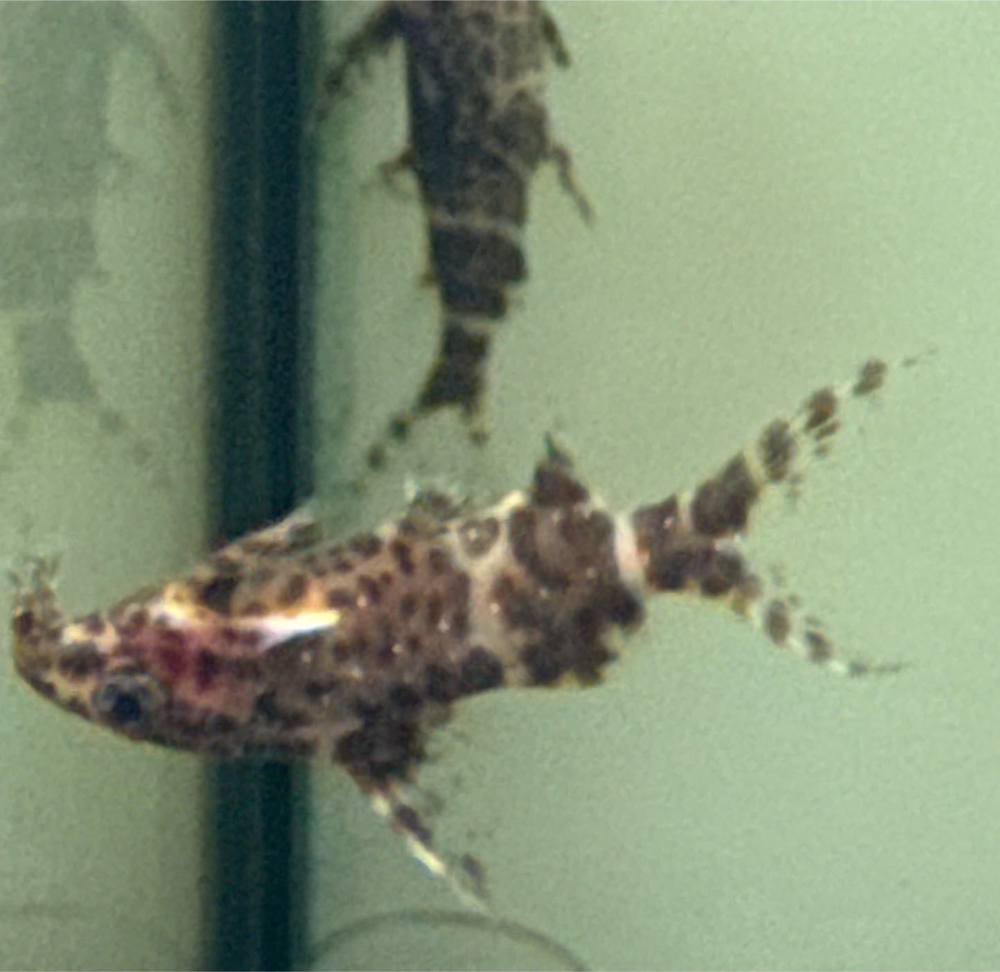 Upside Down Catfish (Synodontis nigriventris)