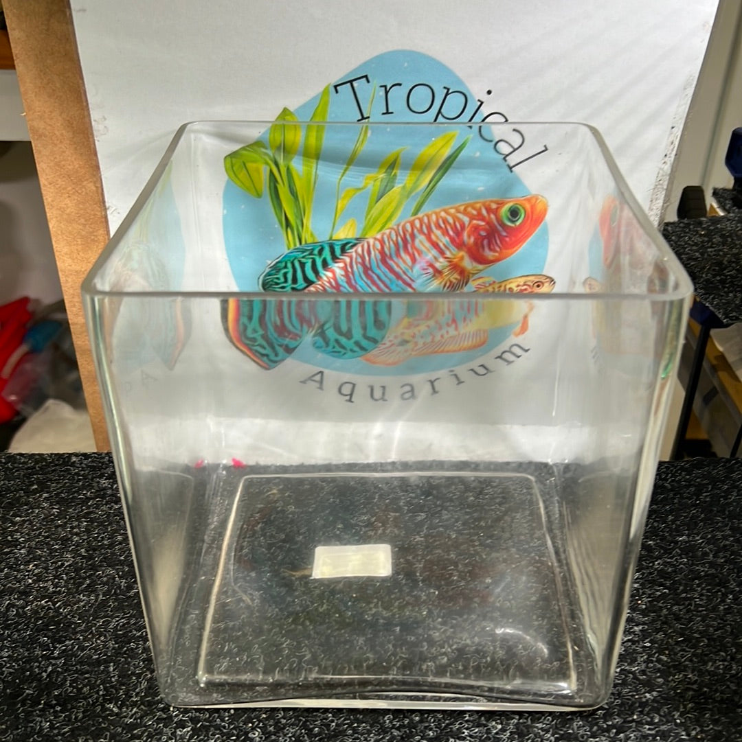 Betta square glass tank