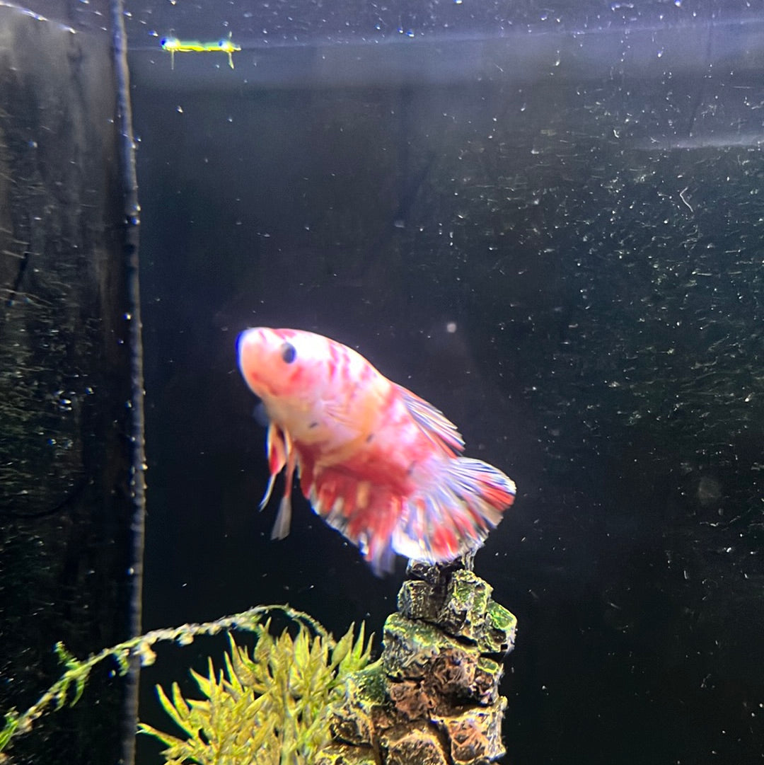 Giant Koi Galaxy