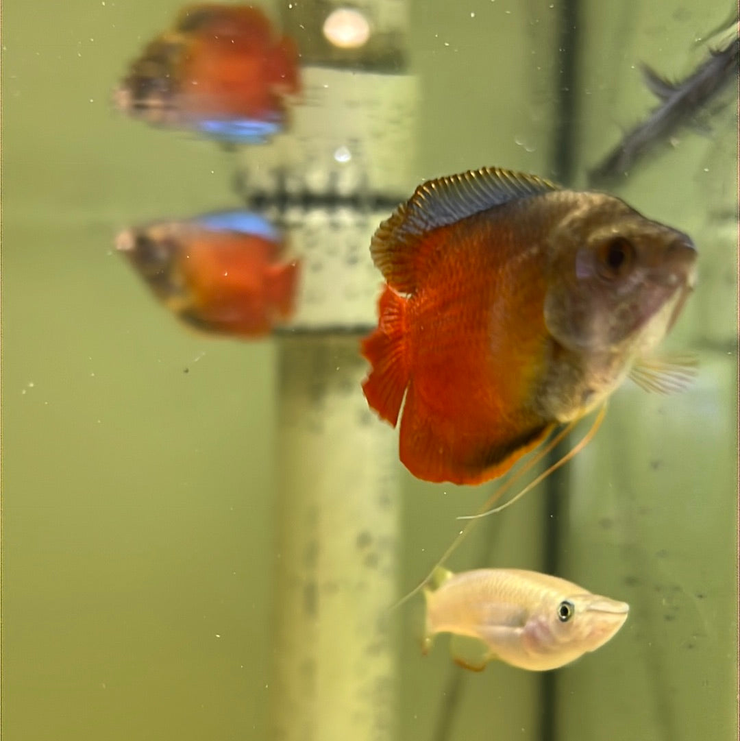 Dwarf Flame Gourami (Trichogaster lalia)
