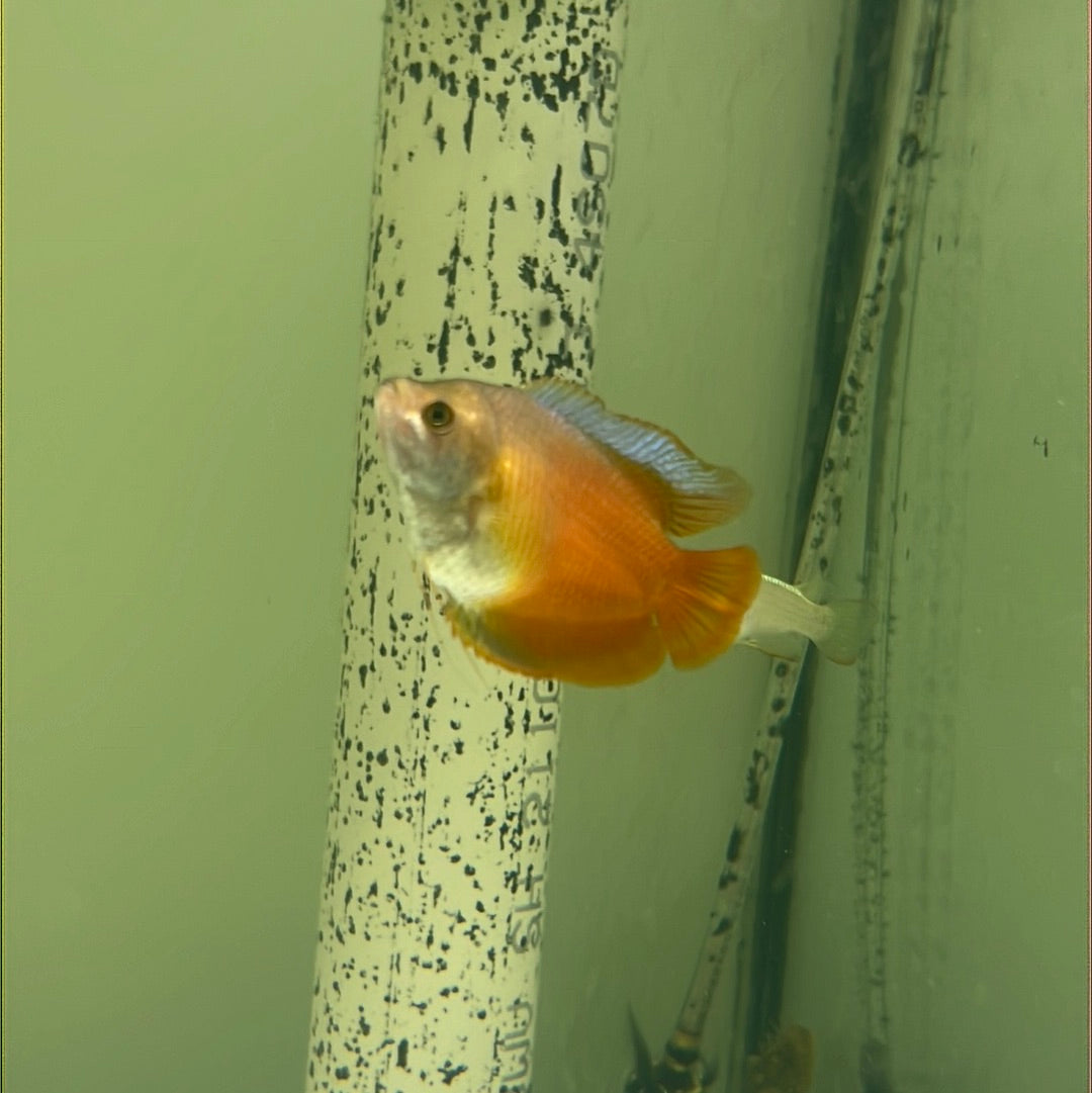 Dwarf Flame Gourami (Trichogaster lalia)