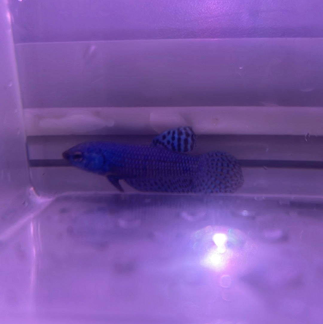 Blue alien betta