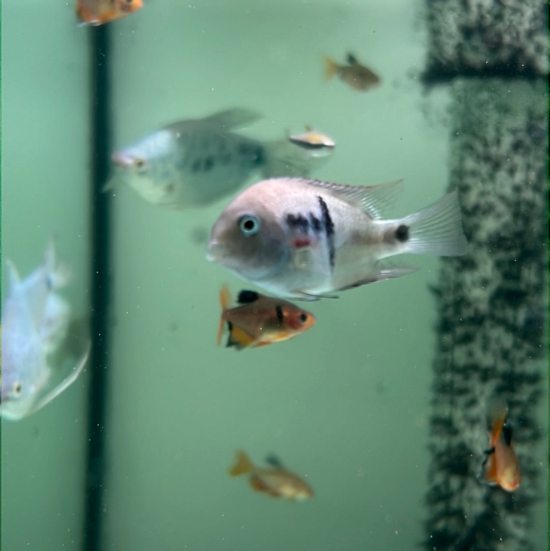 Amatitlania Septemfasciata (Cryptoheros septemfasciatus)