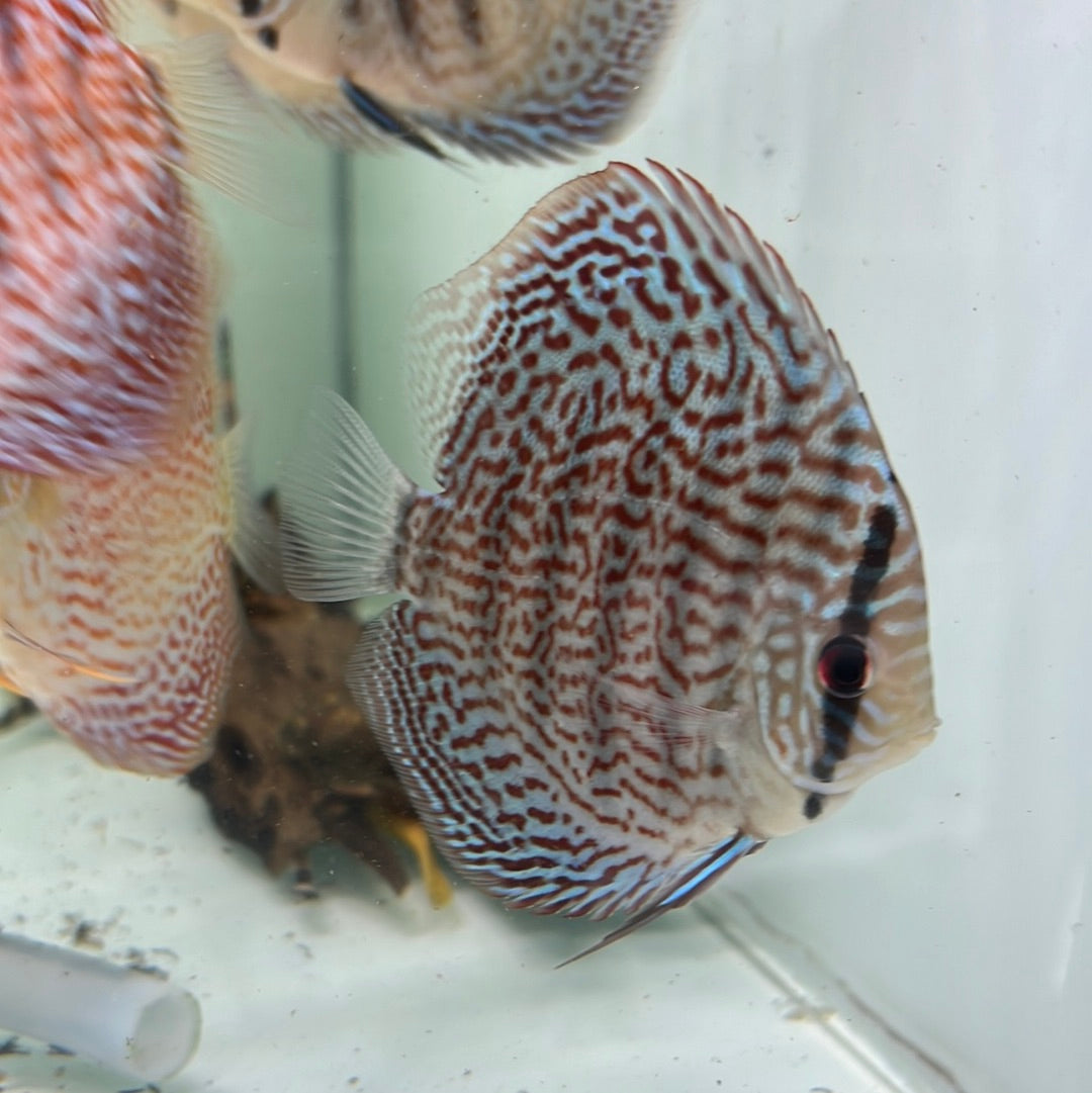Panthera Leopard Discus (Symphysodon sp.)