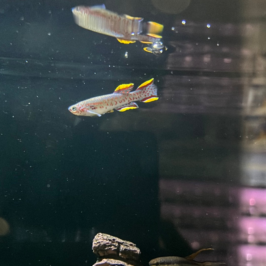 Aphyosemion Gardneri Albino (Aphyosemion gardneri )
