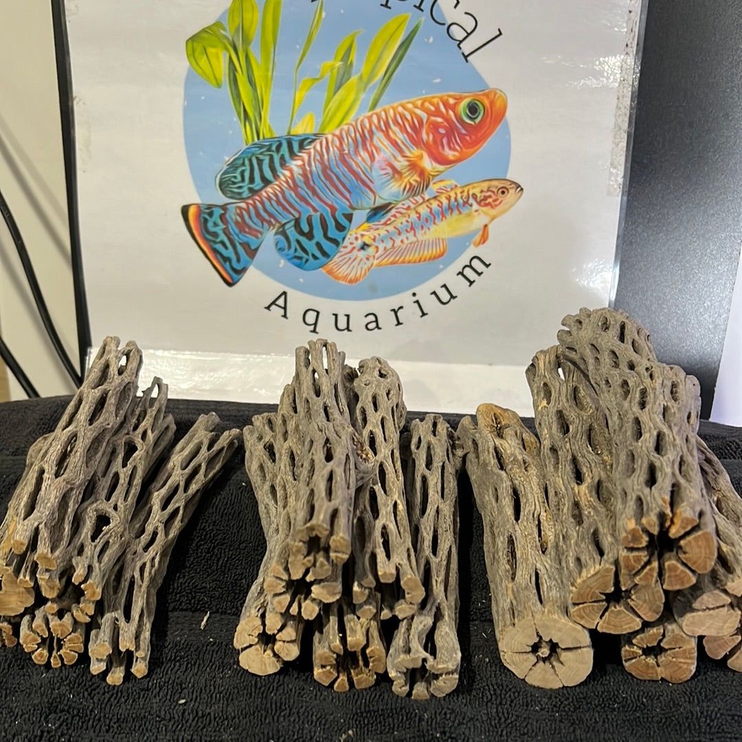 Cholla Wood