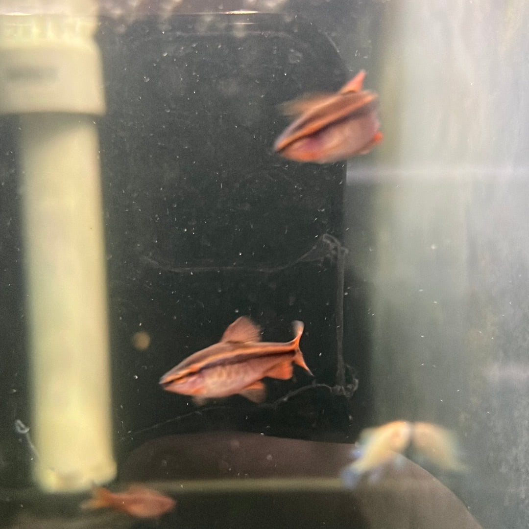 Longfin Cherry Barb (Puntius titteya)