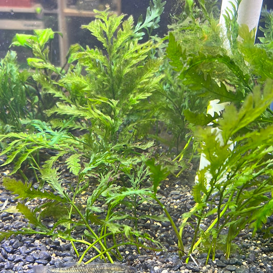 Bolbitis heudelotii (African Water Fern)