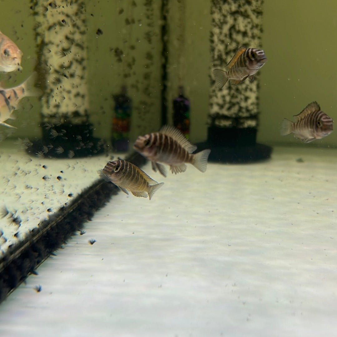 Tropheus Moliro (Tropheus Species)