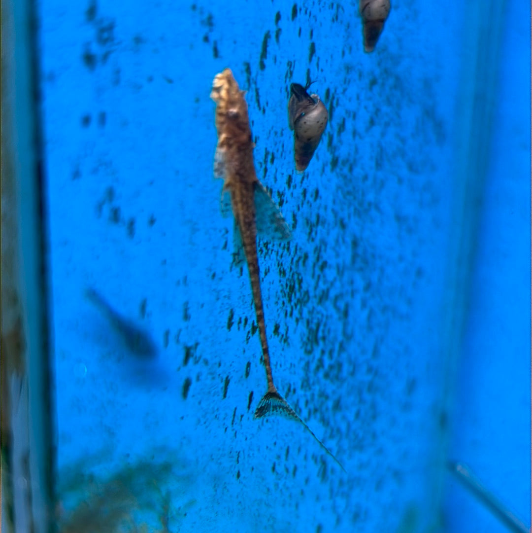 Filamentosa Whiptail Catfish (Dasyloricaria Filamentosa)