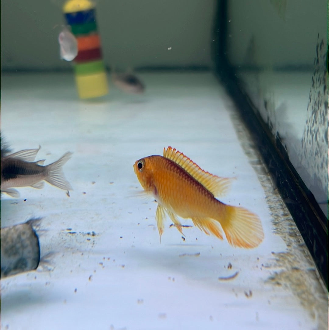 Apitogramma Agassizii Fire Red (Apistogramma Agassizii)