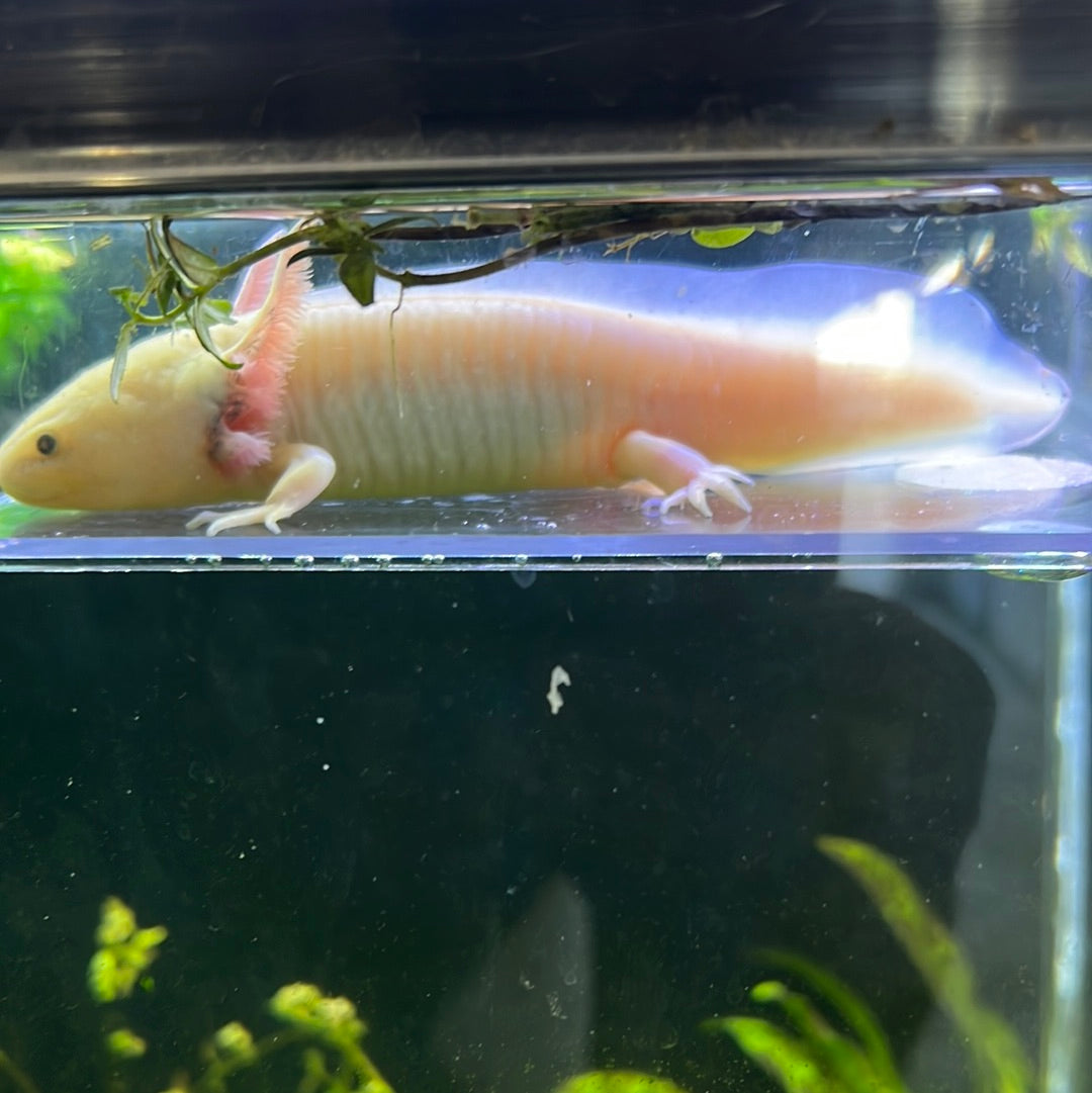 White Axolotl