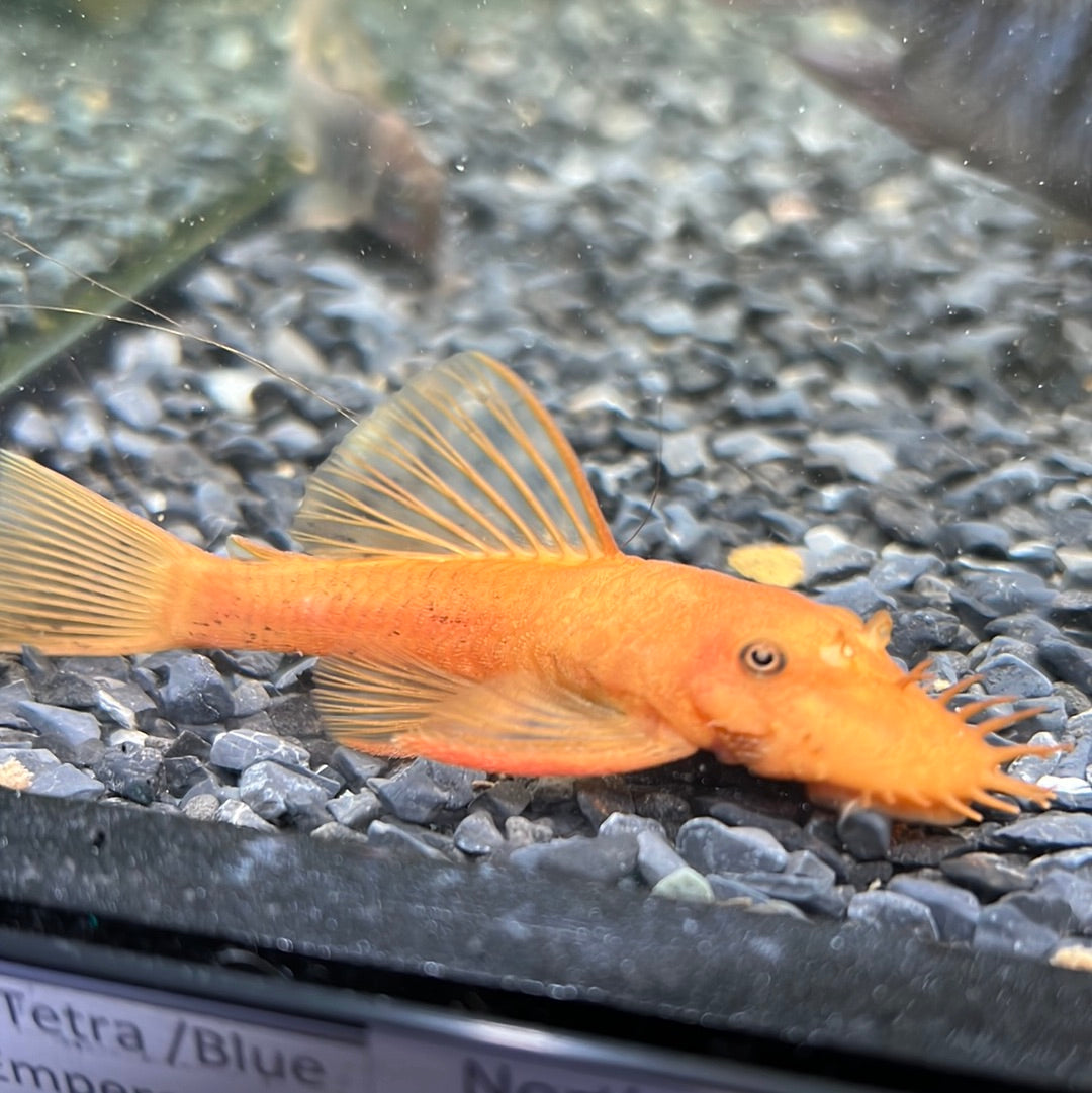 Super Red Bristlenose