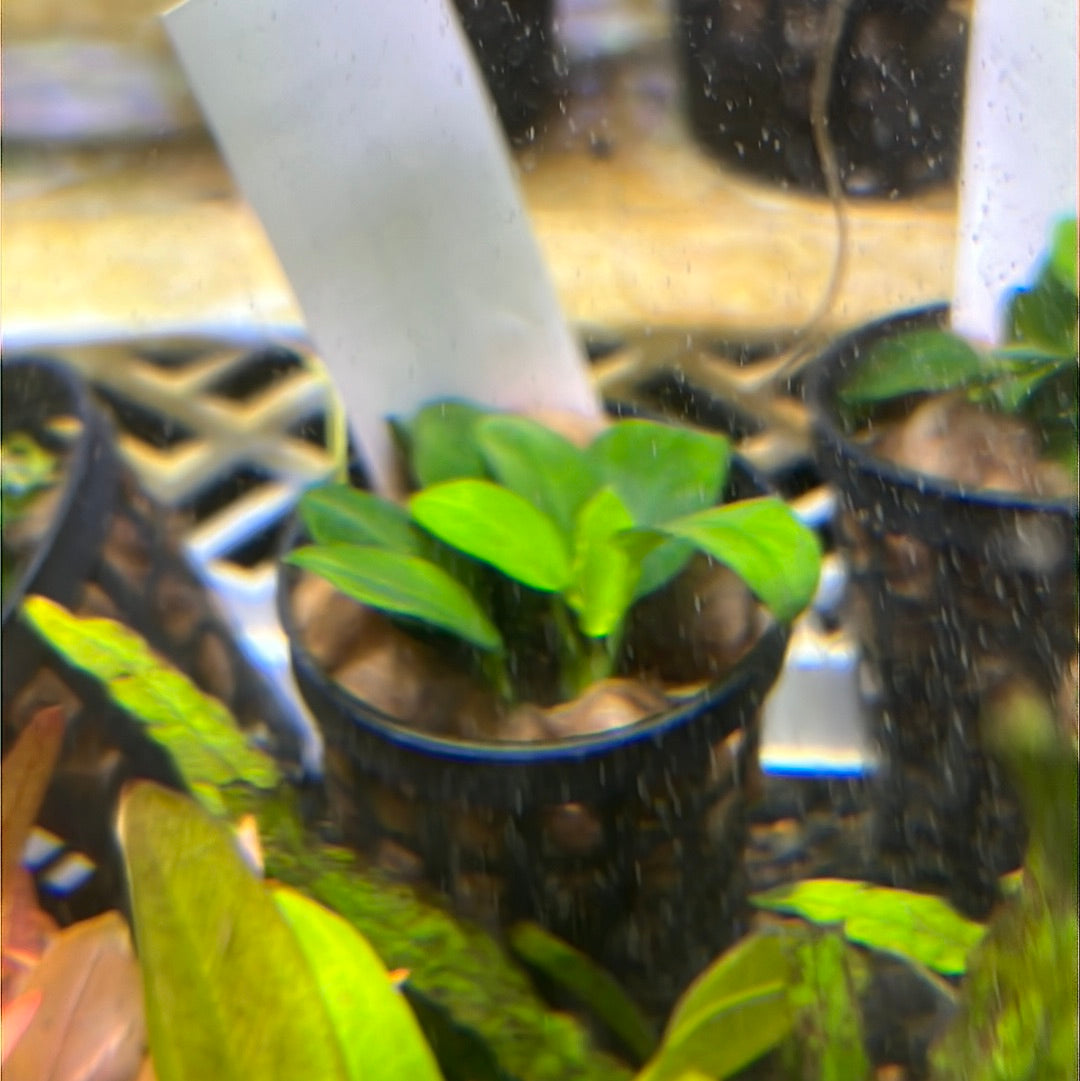 Anubias Nana Petite POTTED P175
