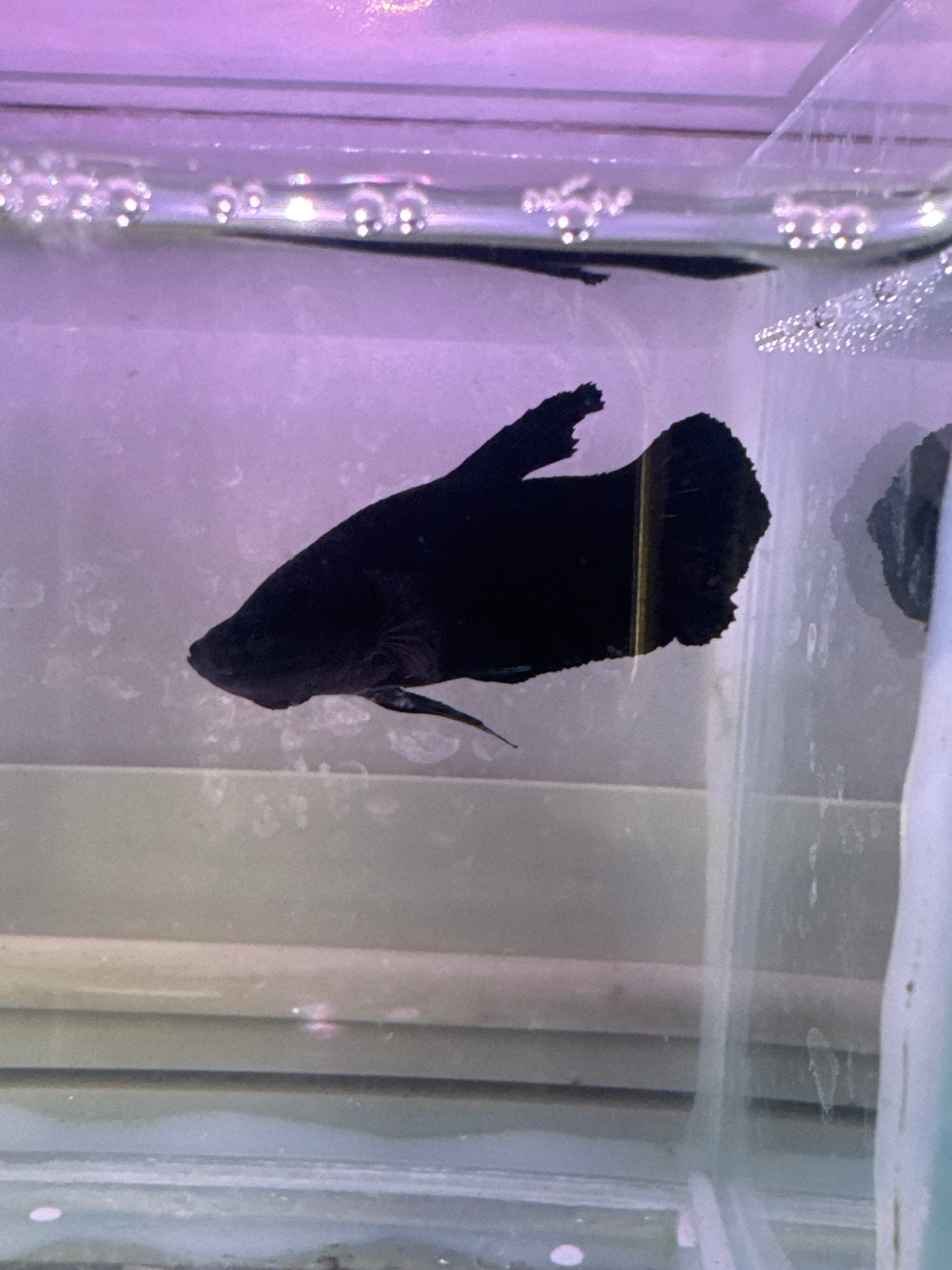 Super Black Knight plakat (Betta splendens)