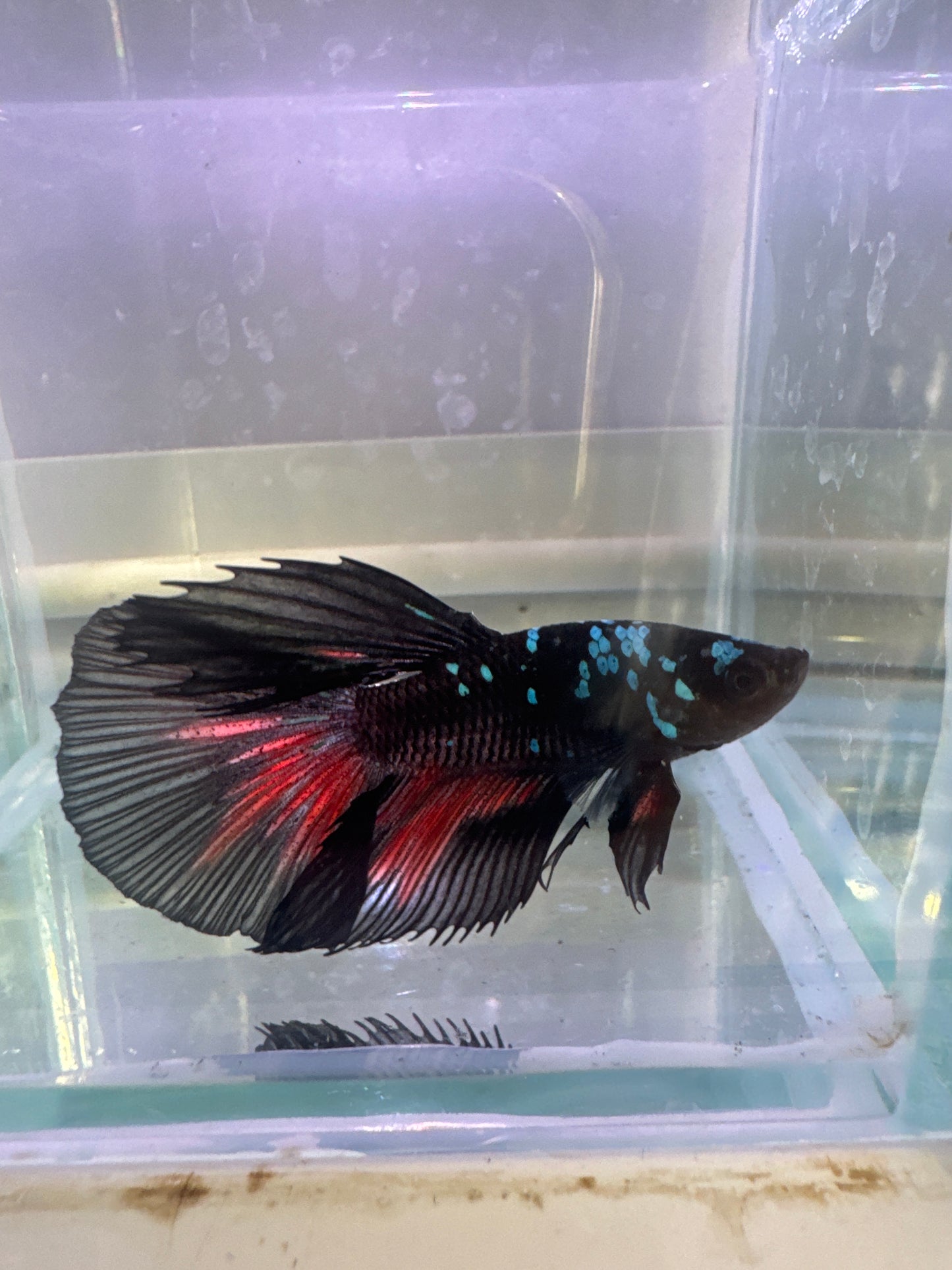 Halfmoon Avatar Gordon betta (Betta splendens)