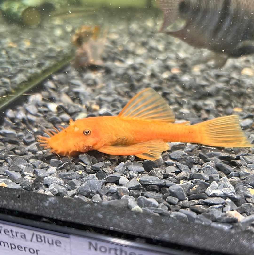 Super Red Bristlenose