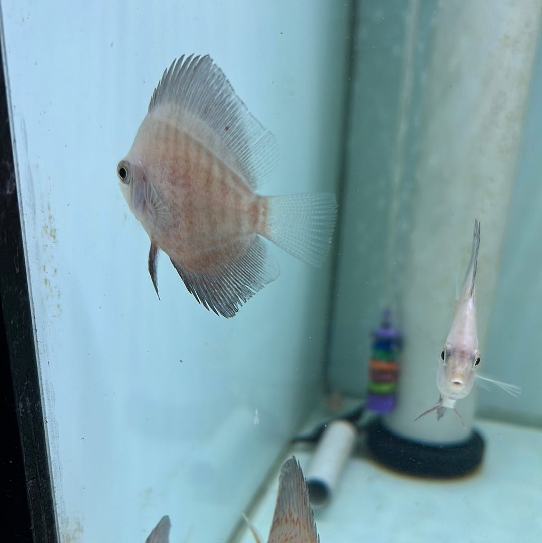 Red Stardust Discus (Symphysodon sp.)