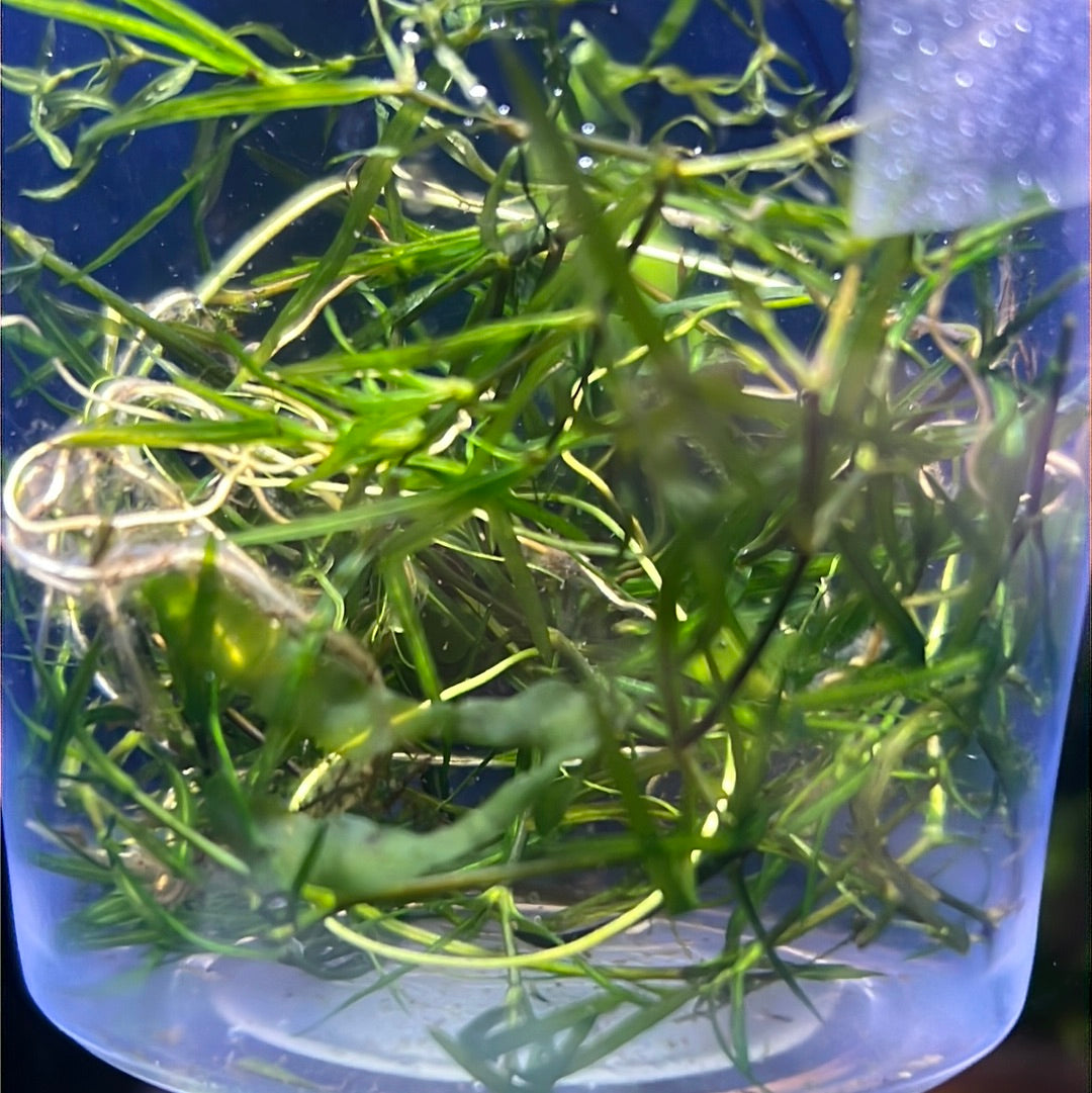Guppy Grass (Najas Guadalupensis)