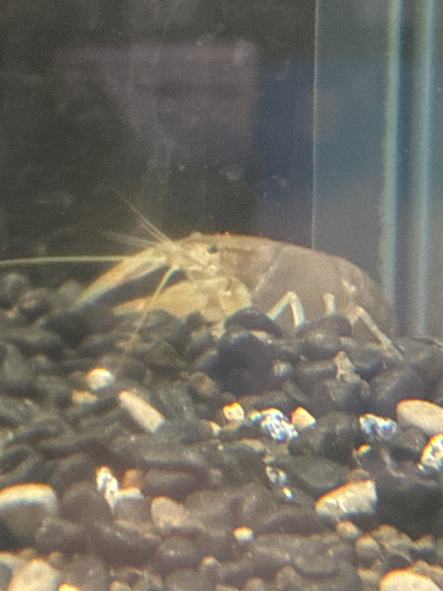yabby (Cherax Destructor)