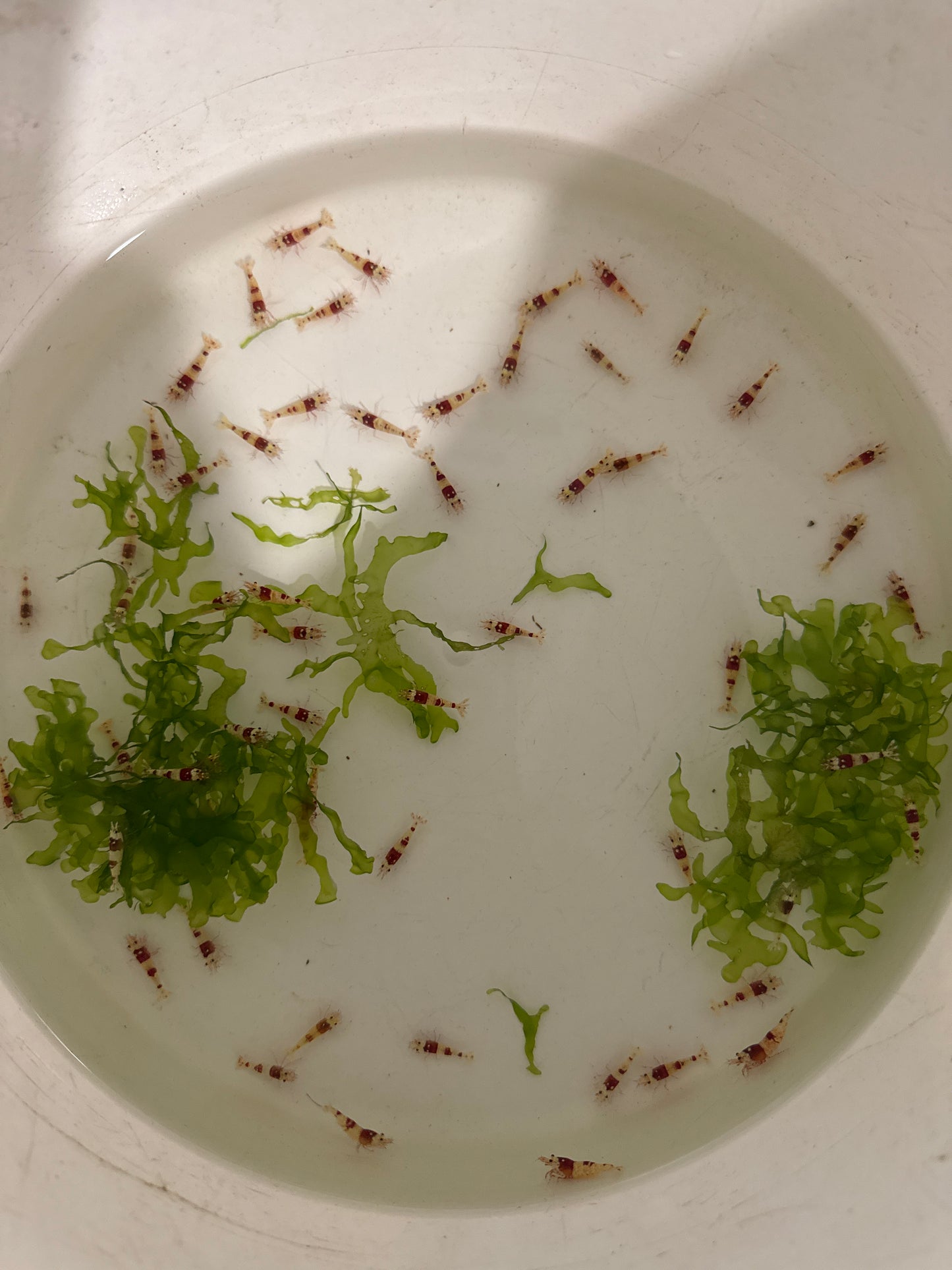 PRL shrimp Pure Red Line (Caridina cf. cantonensis)