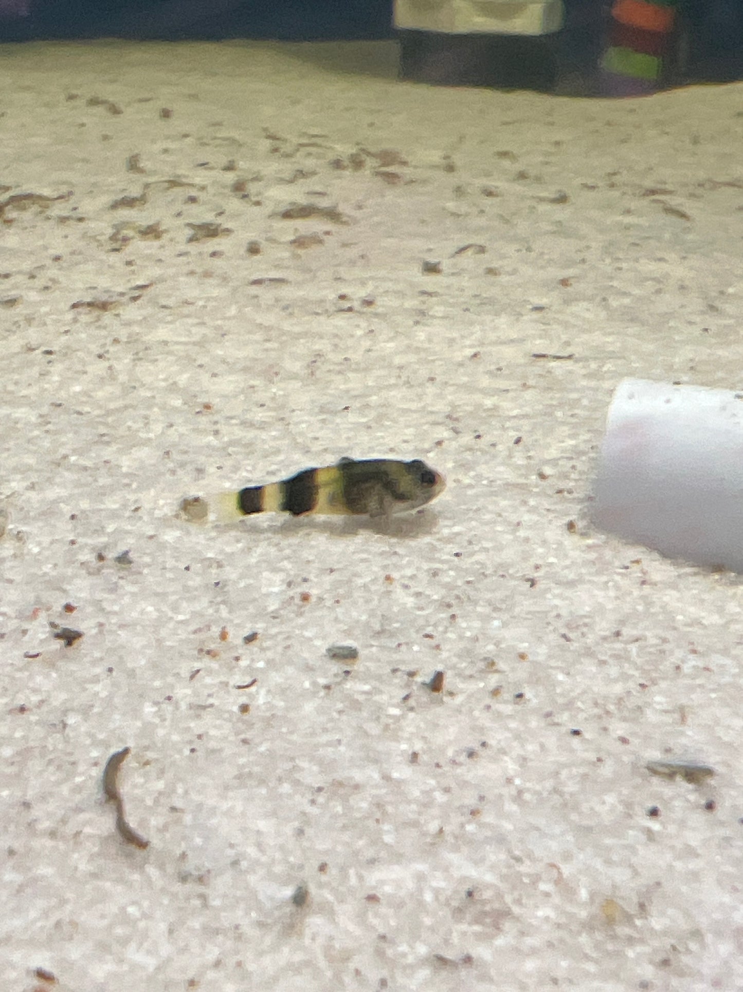 Bumblebee Goby (Brachygobius doriae)
