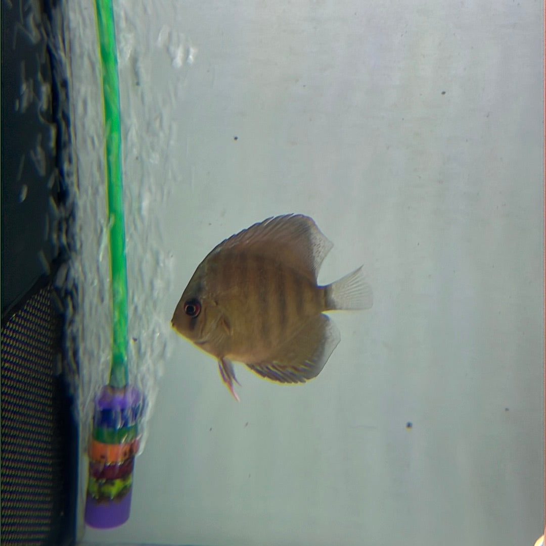 Red Alenqure Discus (Symphysodon sp.)